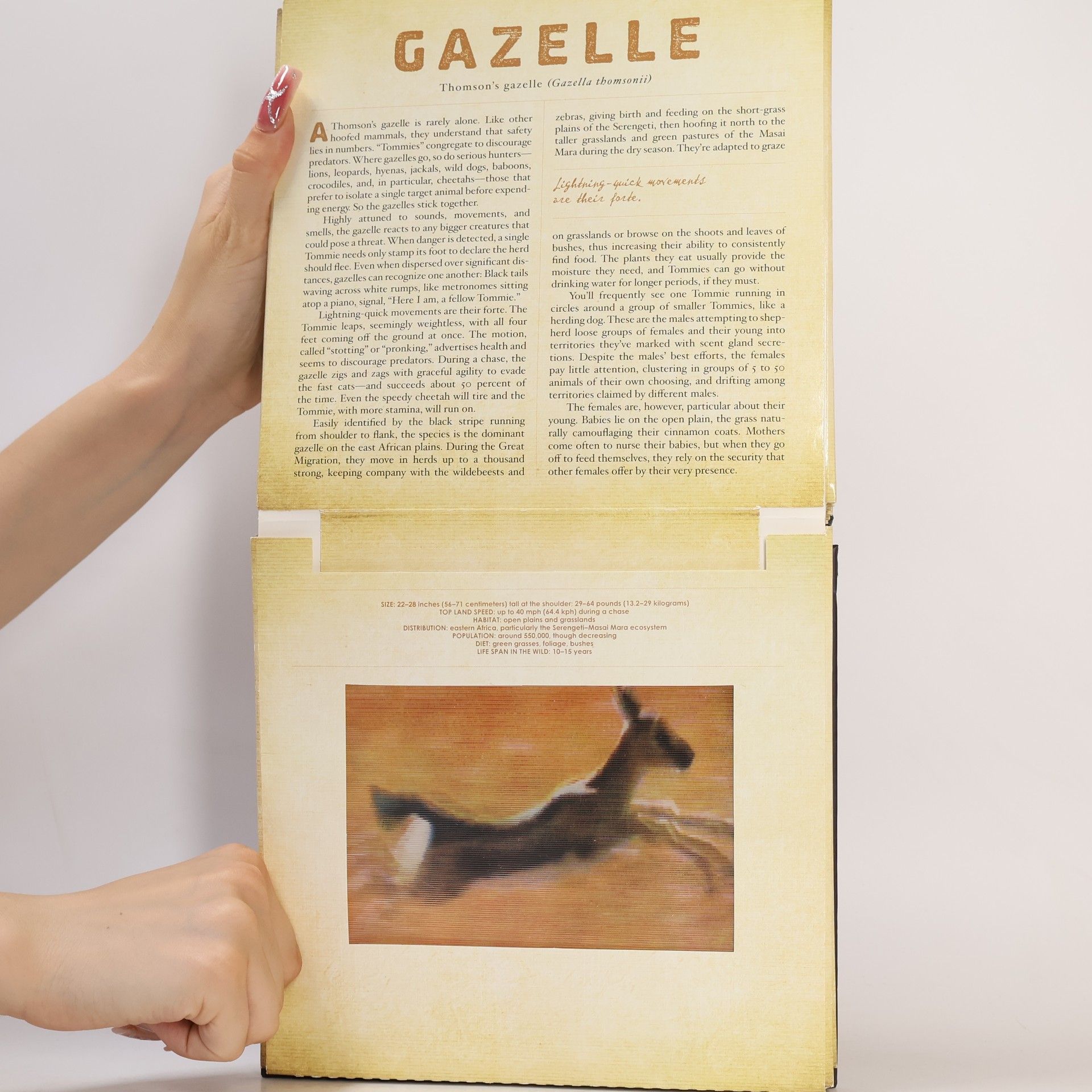 Dan Kainen Safari : a photicular book