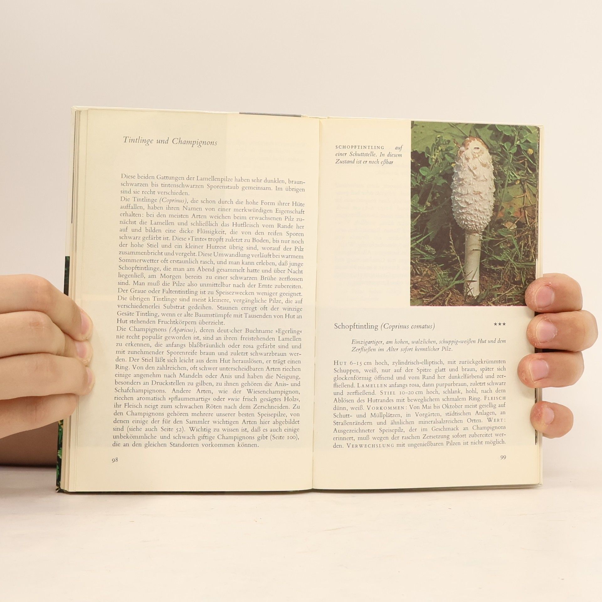 Hermann Jahn Wir Sammeln Pilze