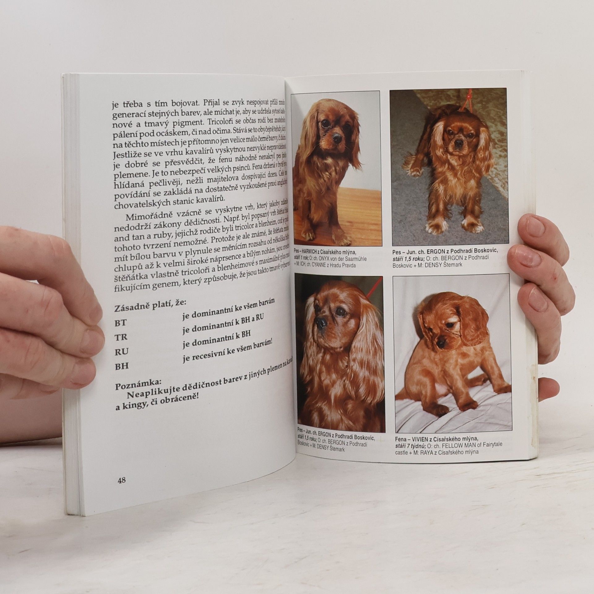 Michaela Čermáková Cavalier King Charles Spaniel