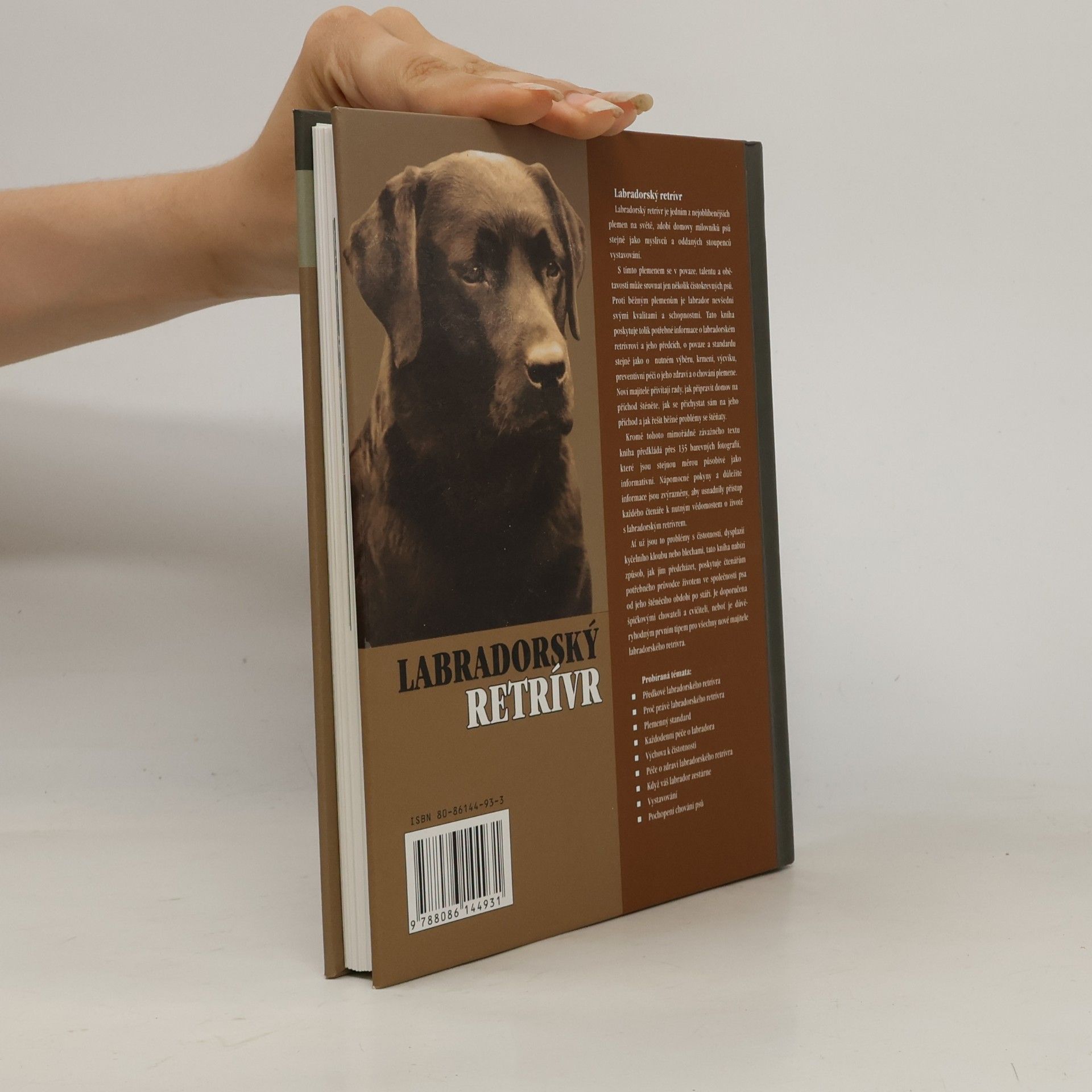 Bernard Duke Labradorský retrívr