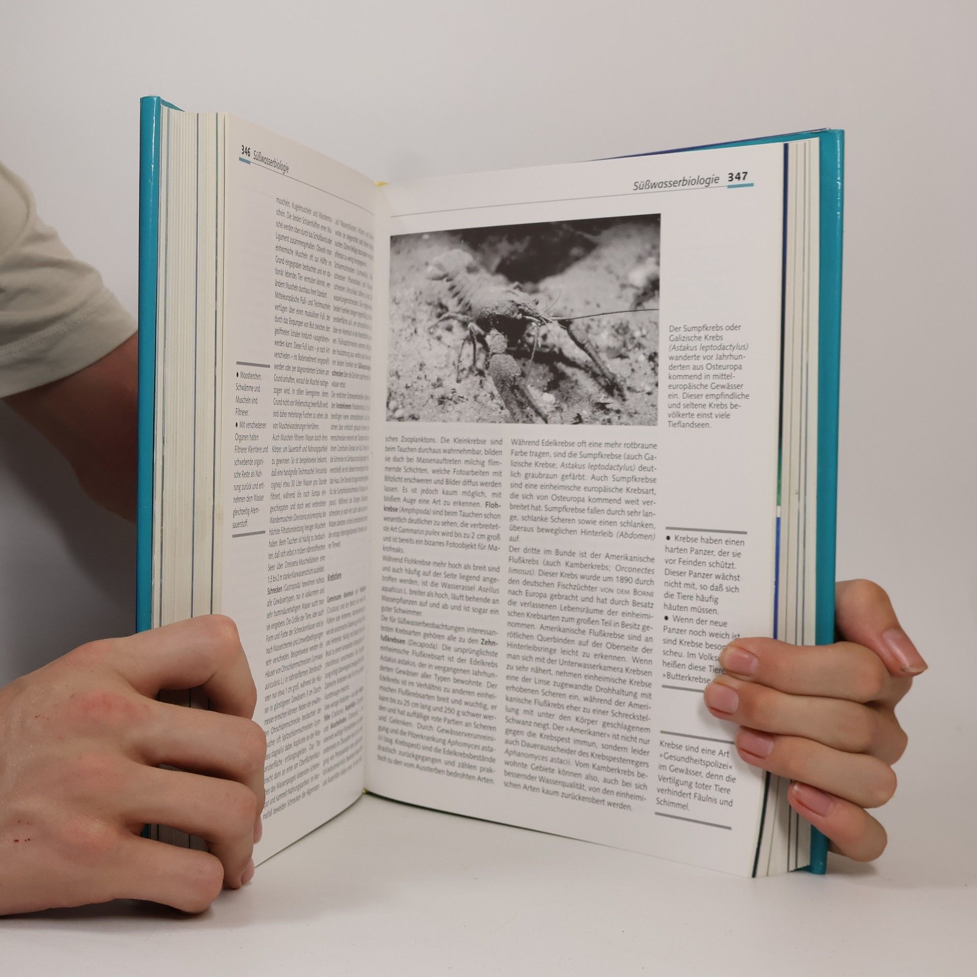 Enrico Ciabatti Handbuch Tauchen