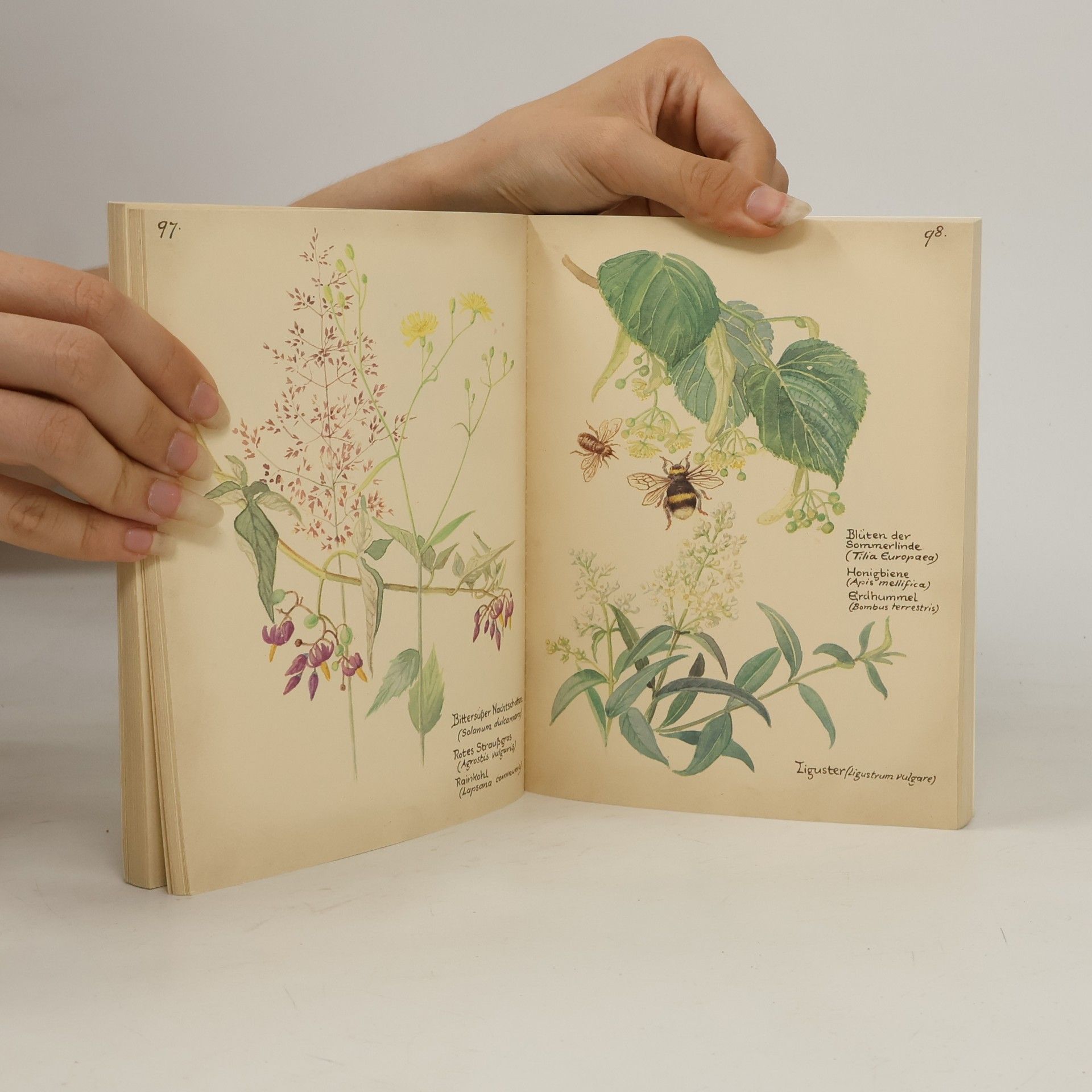 Edith Holden Vom Glück mit der Natur zu leben