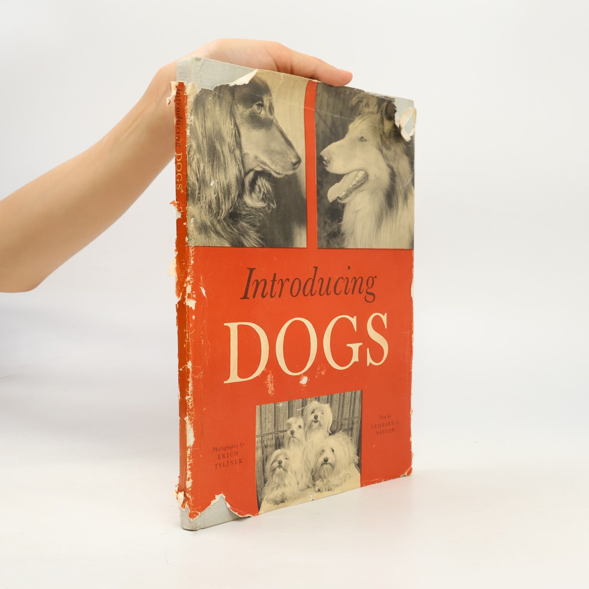 Collectif d'auteurs Introducing Dogs