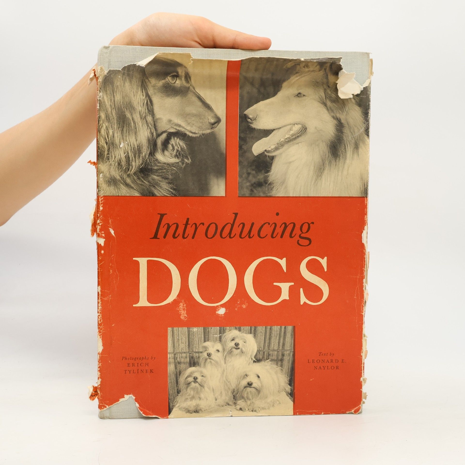 Collectif d'auteurs Introducing Dogs