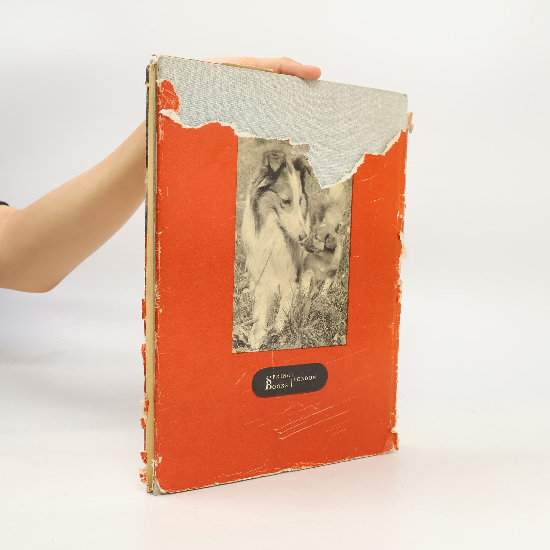 Collectif d'auteurs Introducing Dogs