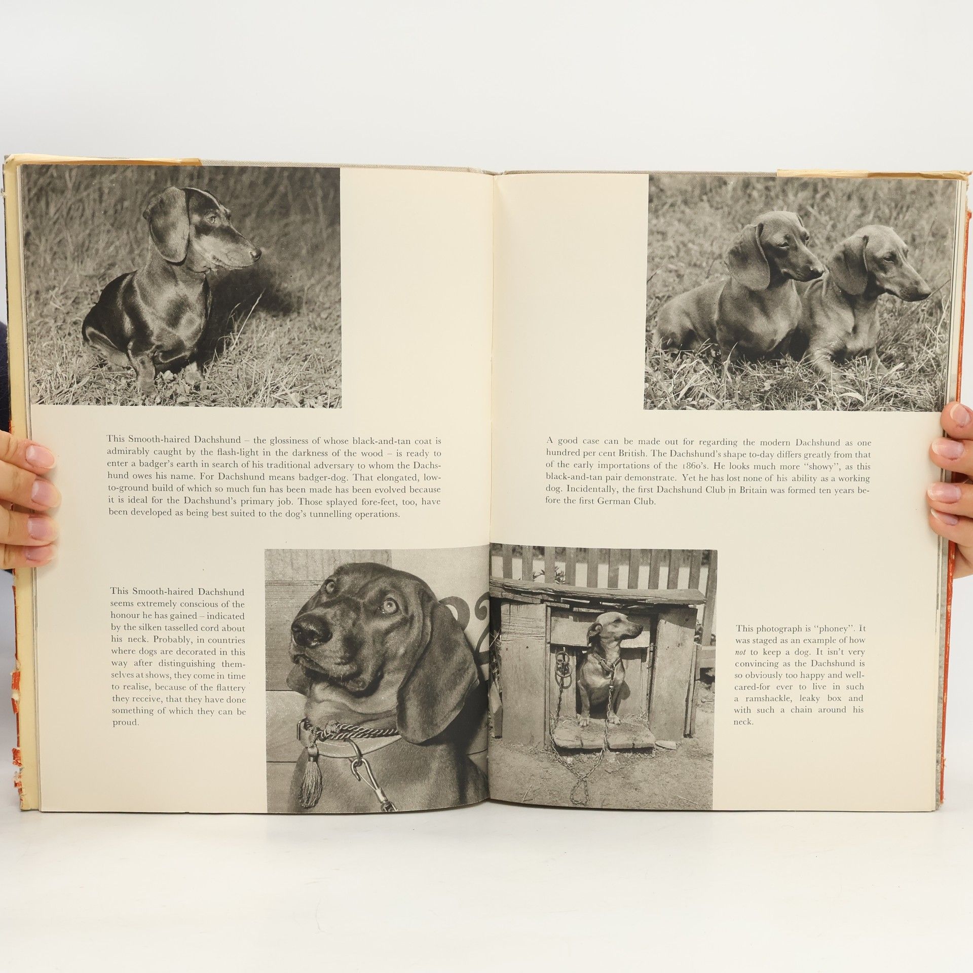 Collectif d'auteurs Introducing Dogs