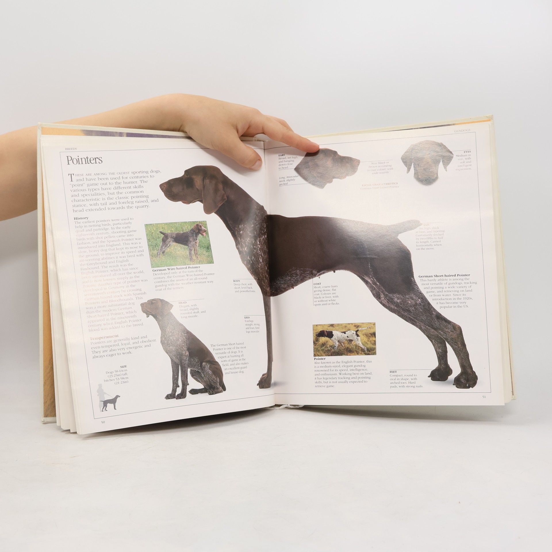 David Conrad Taylor The Ultimate: The Ultimate Dog Book