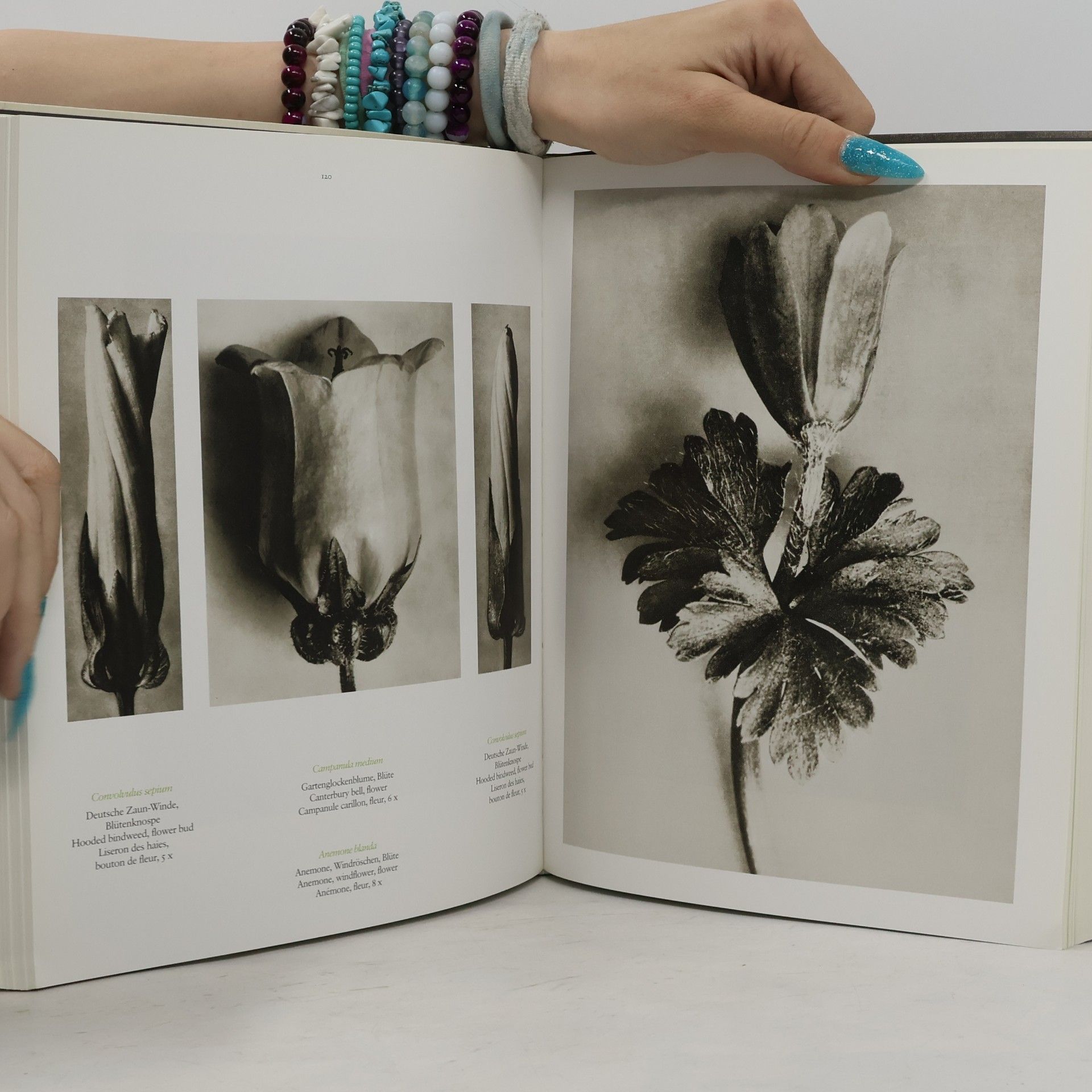 Karl Blossfeldt Karl Blossfeldt