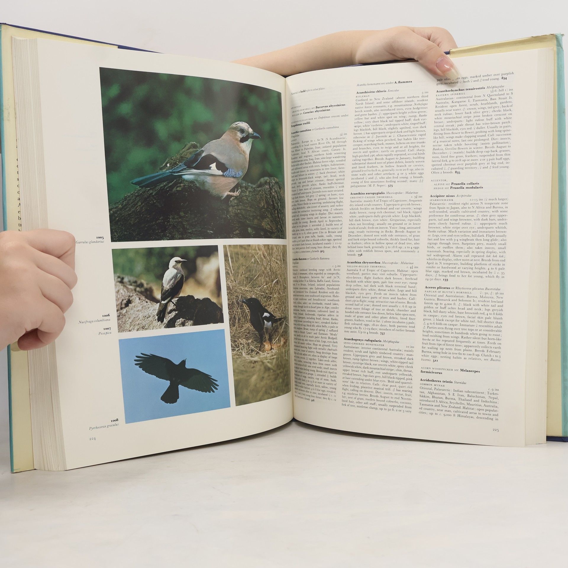 Bruce Campbell The Dictionary of Birds in Colour