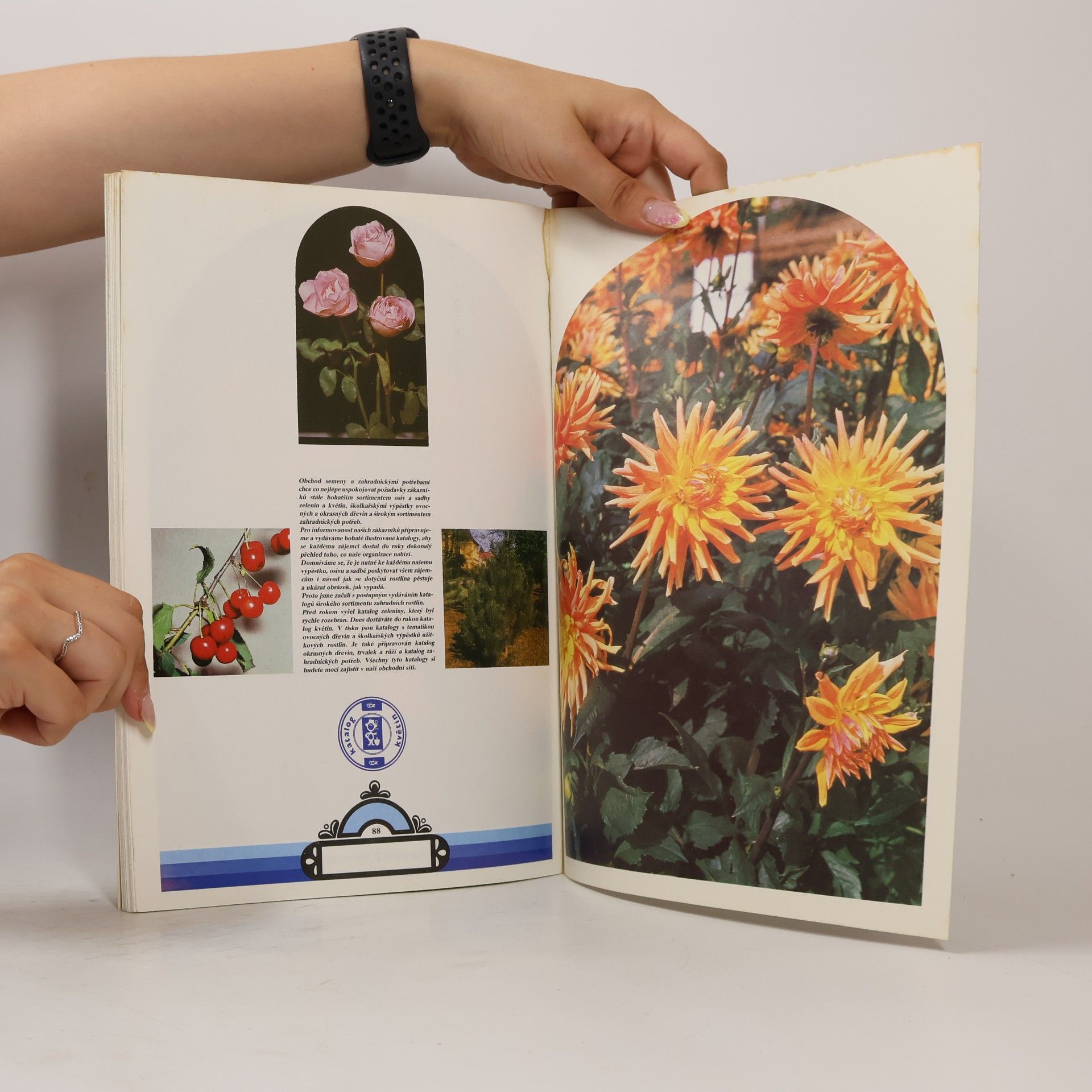 Autorenkollektiv Katalog květin. Letničky - dvouletky - trvalky - skleníkové květiny - cibulovité a hlíznaté