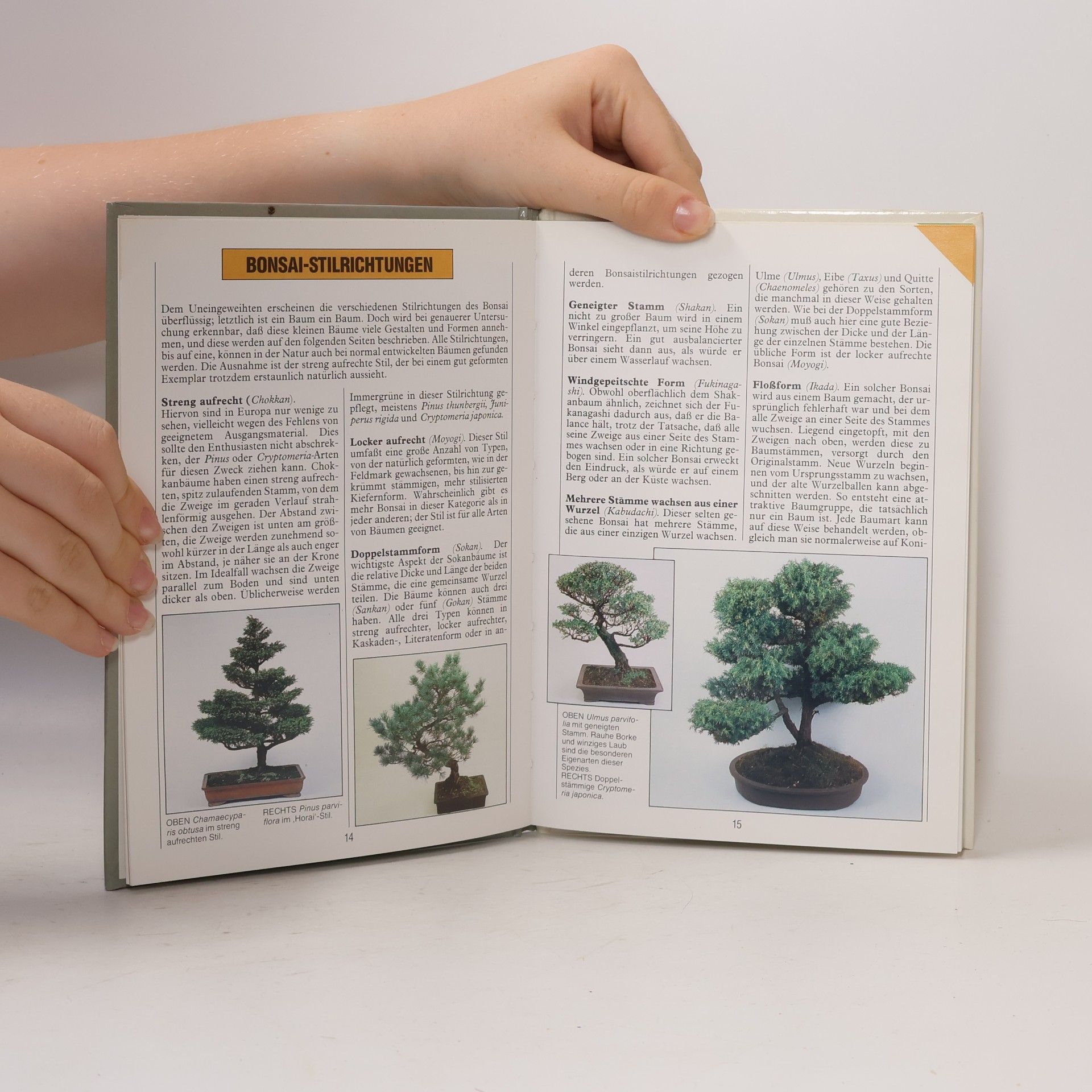 Anne Swinton Bonsai