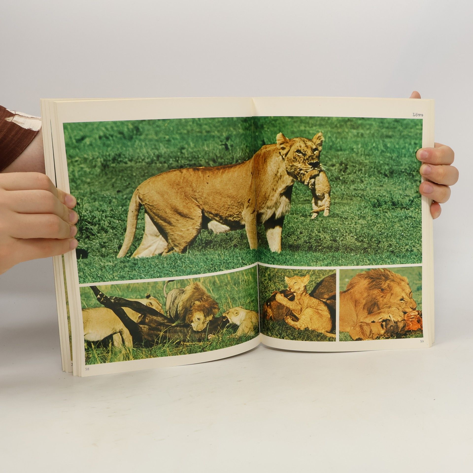 Jonathan P. Scott Kenyas Tiere