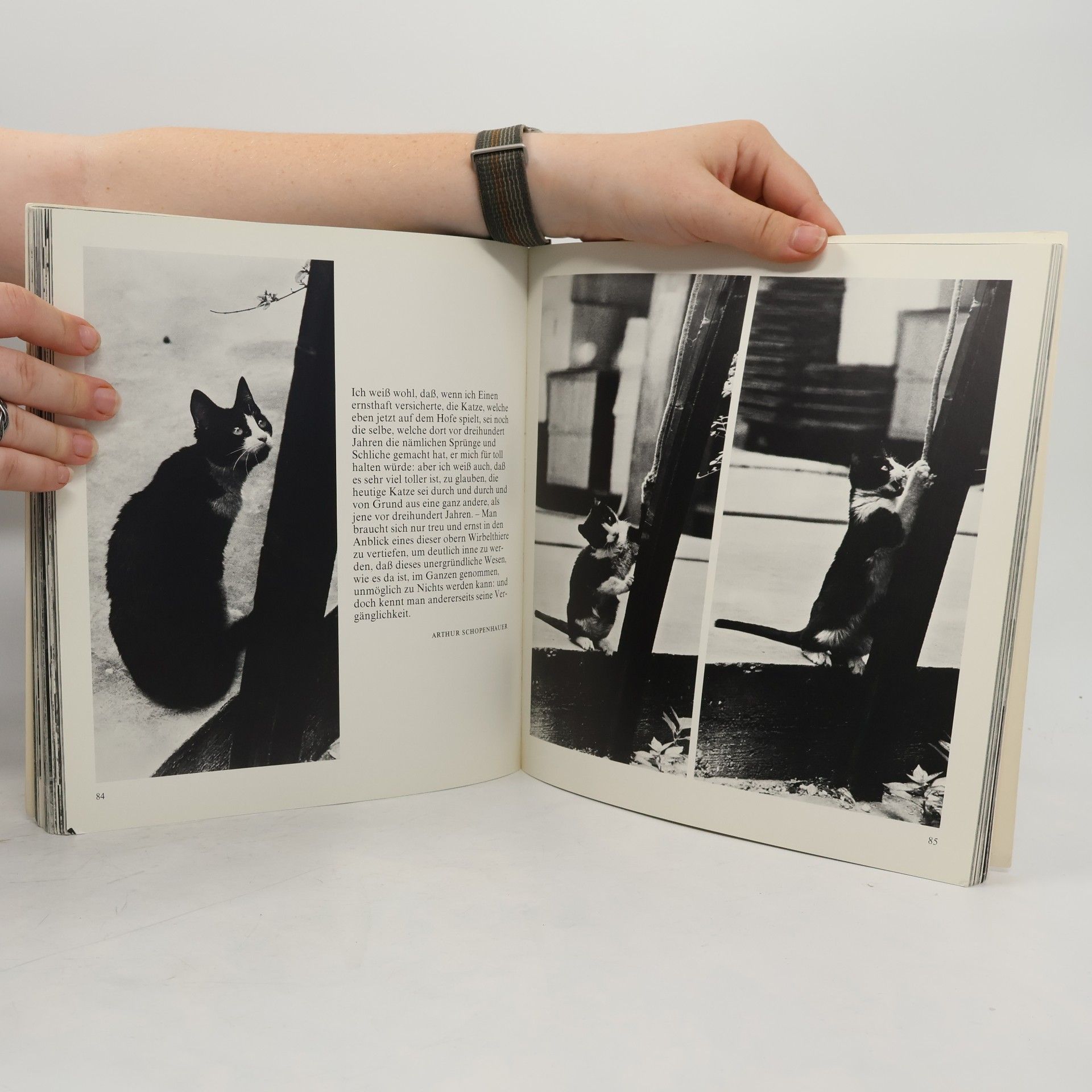 Peter-Andreas Mothes Katzen