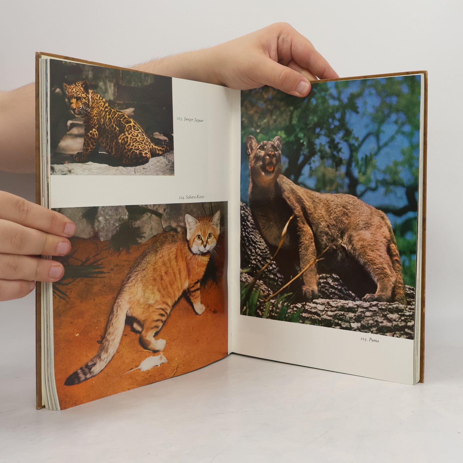 Autorenkollektiv Das Tierbuch in Farben. Säugetiere