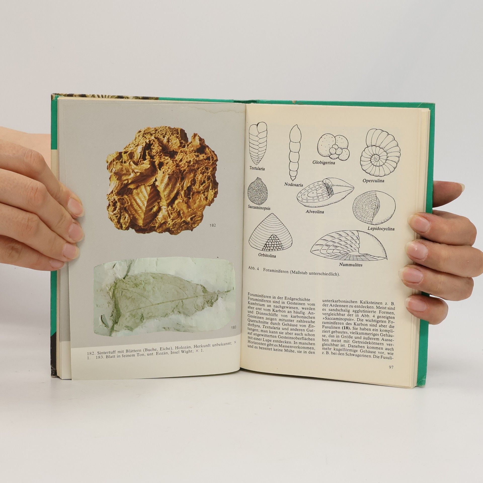 John F. Kirkaldy Fossilien in Farben