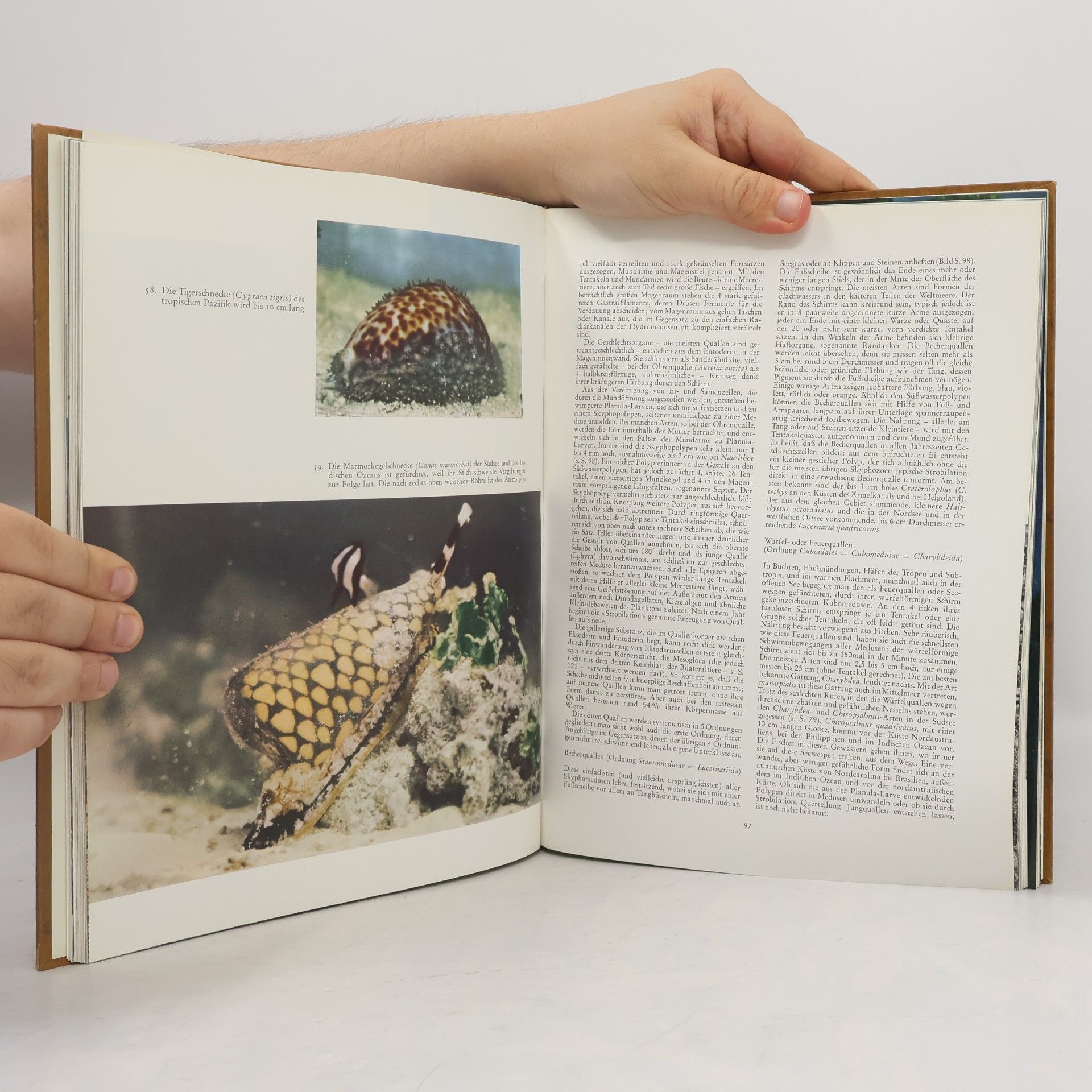 Ralph Buchsbaum Das Tierbuch in Farben. Niedere Tiere