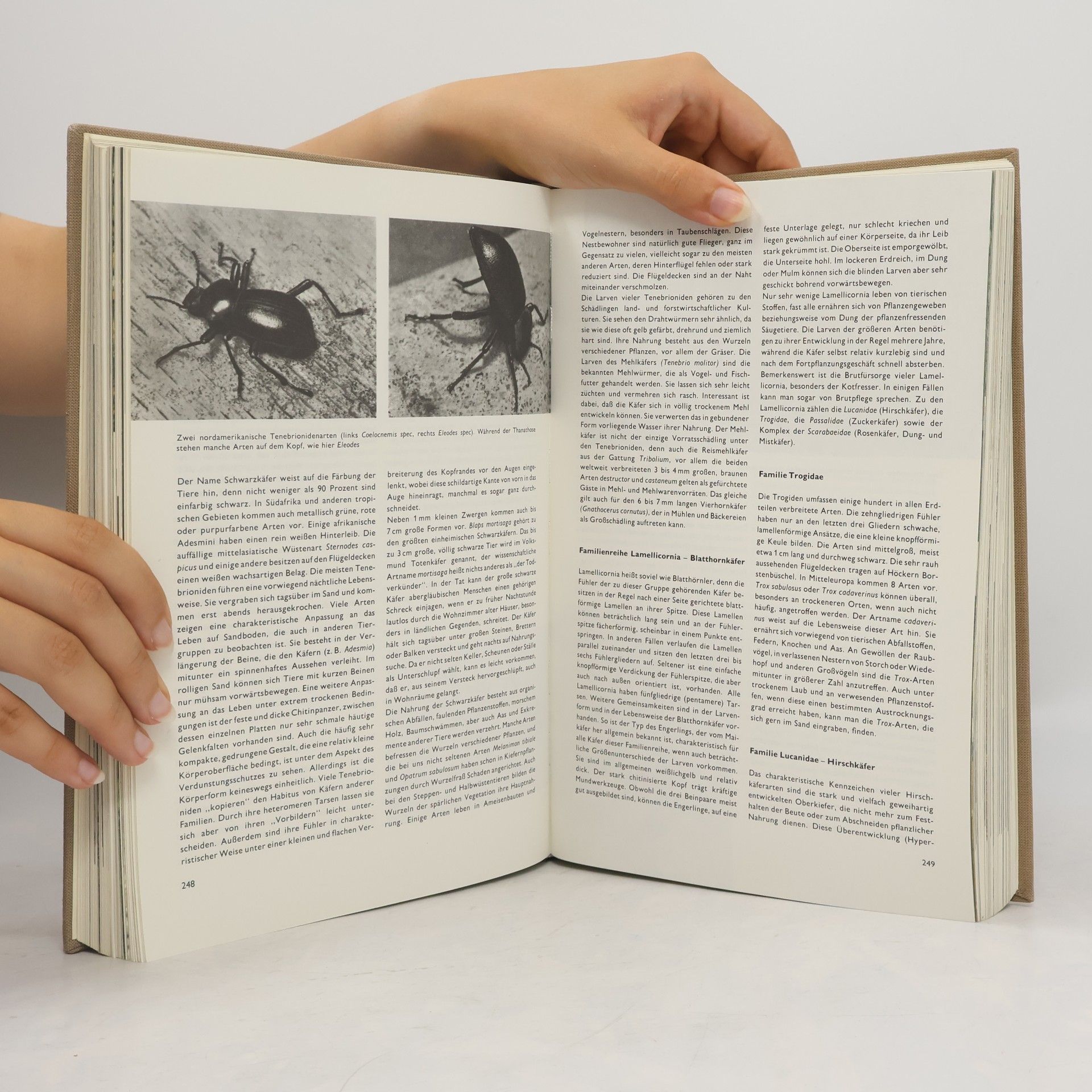 Autorenkollektiv Die grosse Enzyklopädie des Tierreichs. Insekten