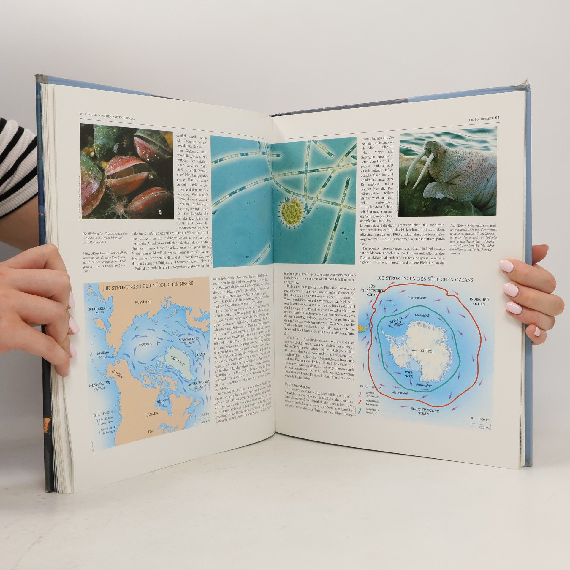 Jack D. Ives Polarregionen. Die illustrierte Enzyklopädie der Erde