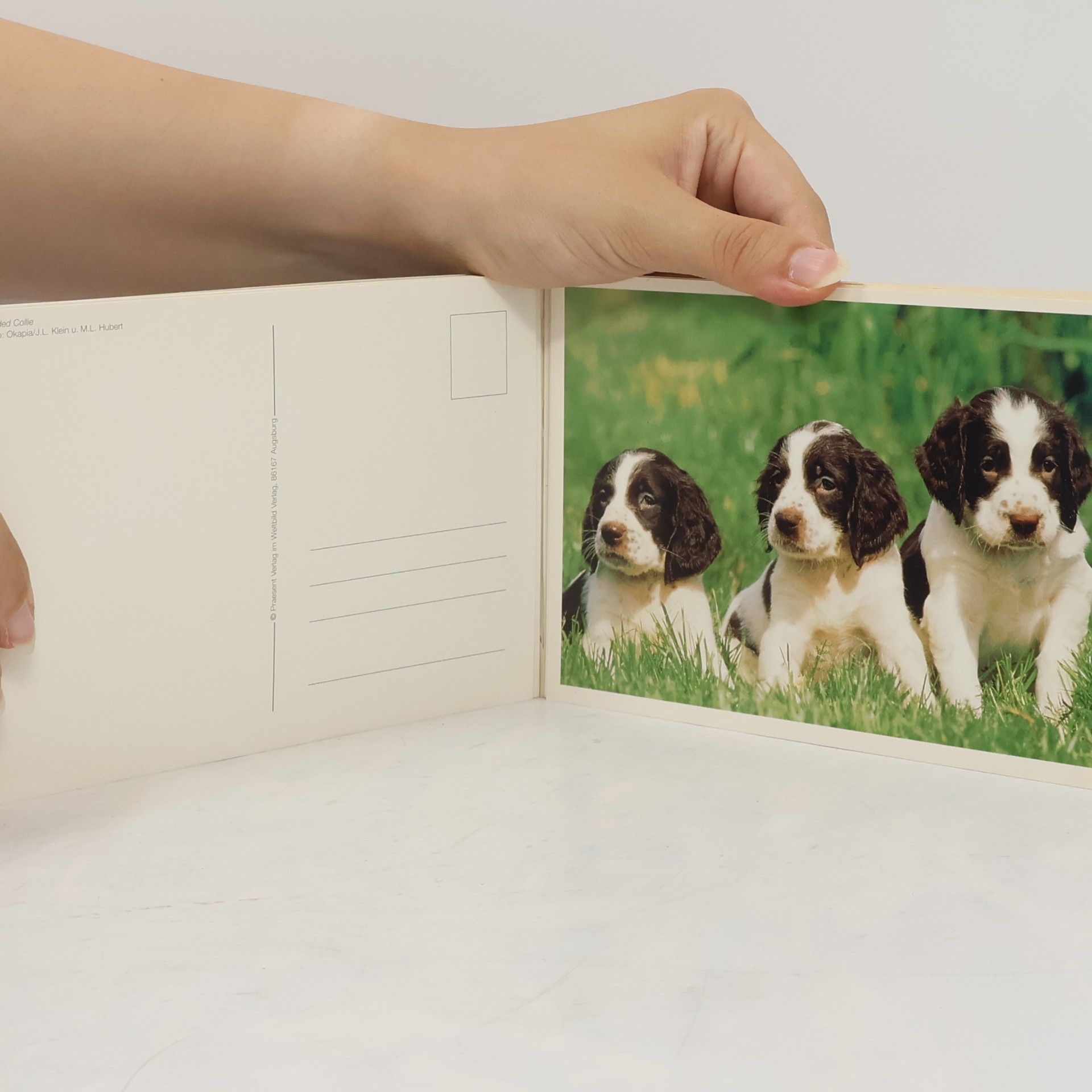 kolektiv Hunde