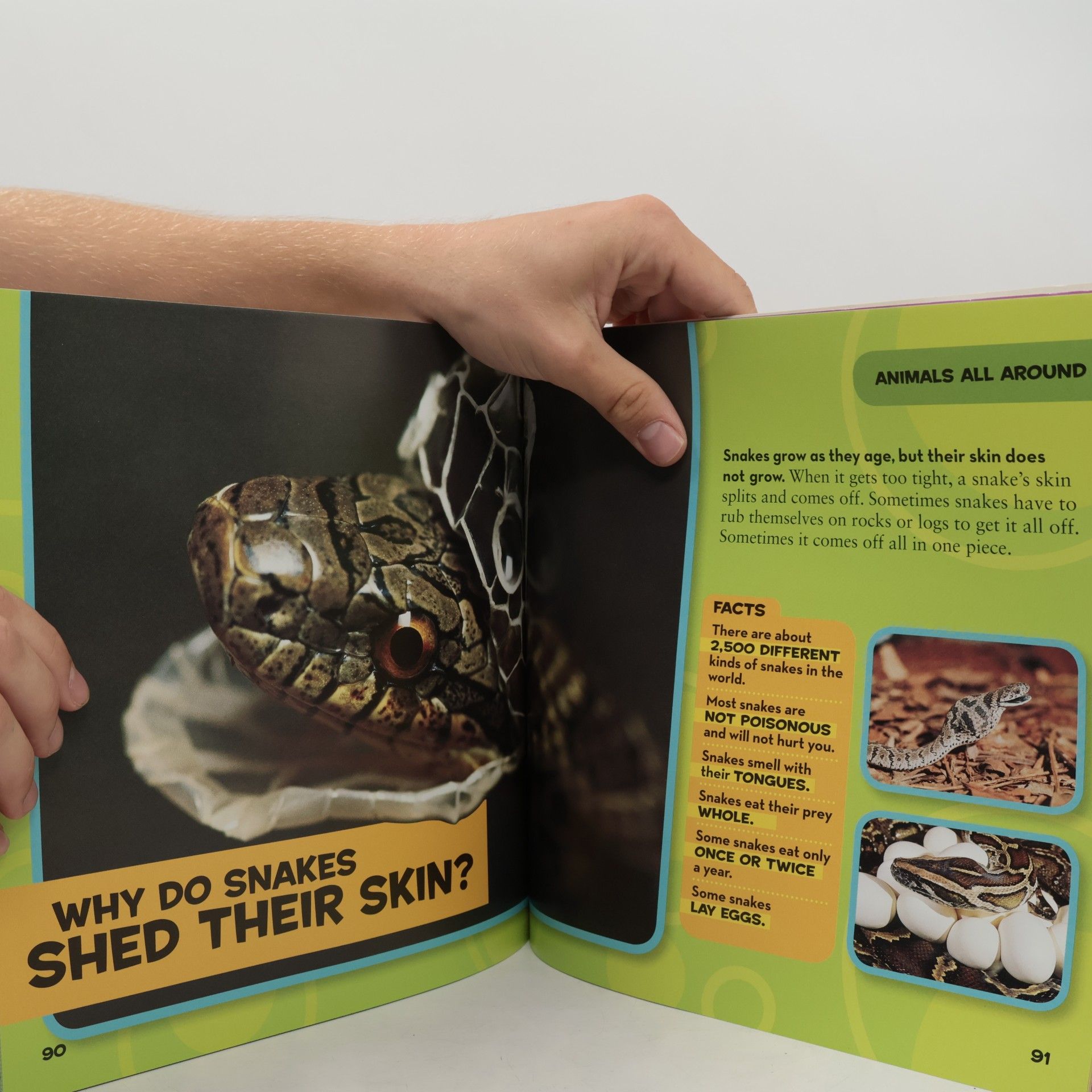 Amy Shields First Big Book of Why