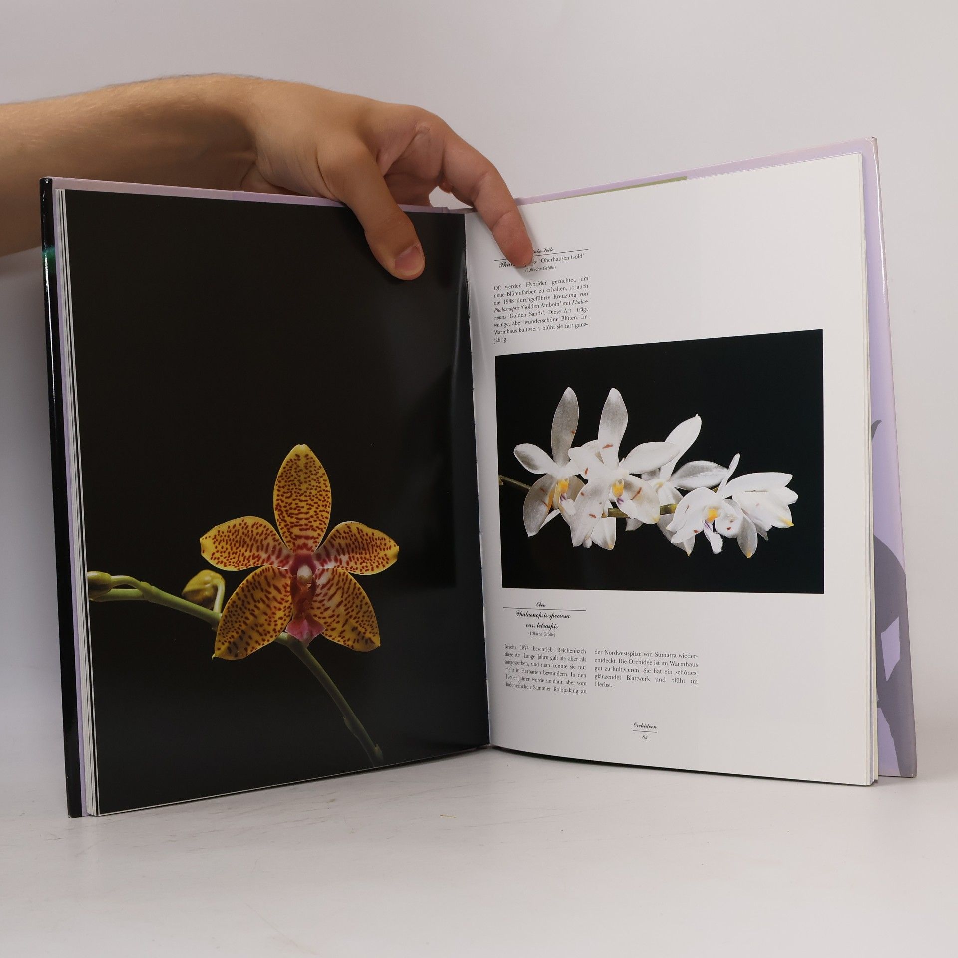 Paul Starosta Orchideen