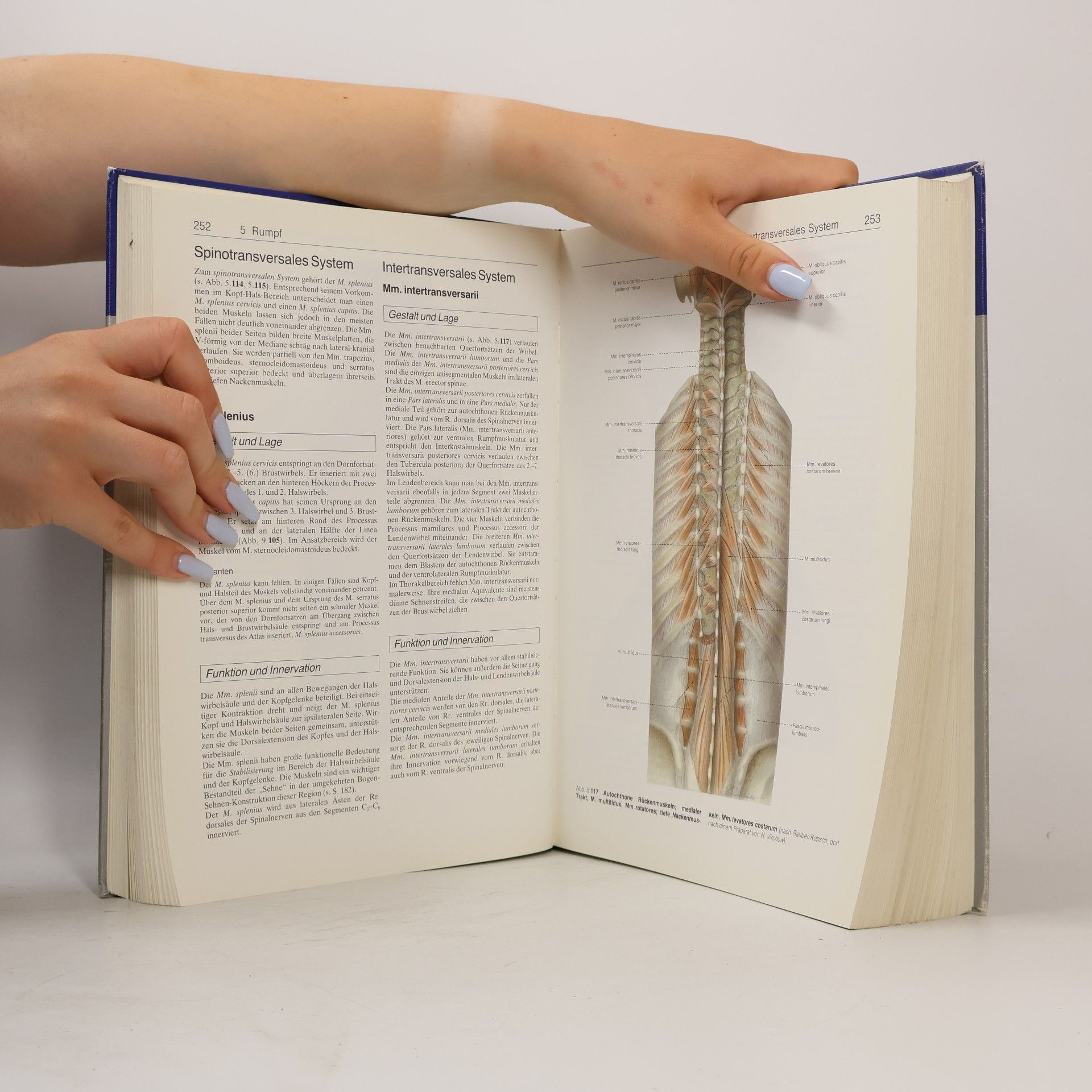 Bernhard Tillmann Anatomie des Menschen
