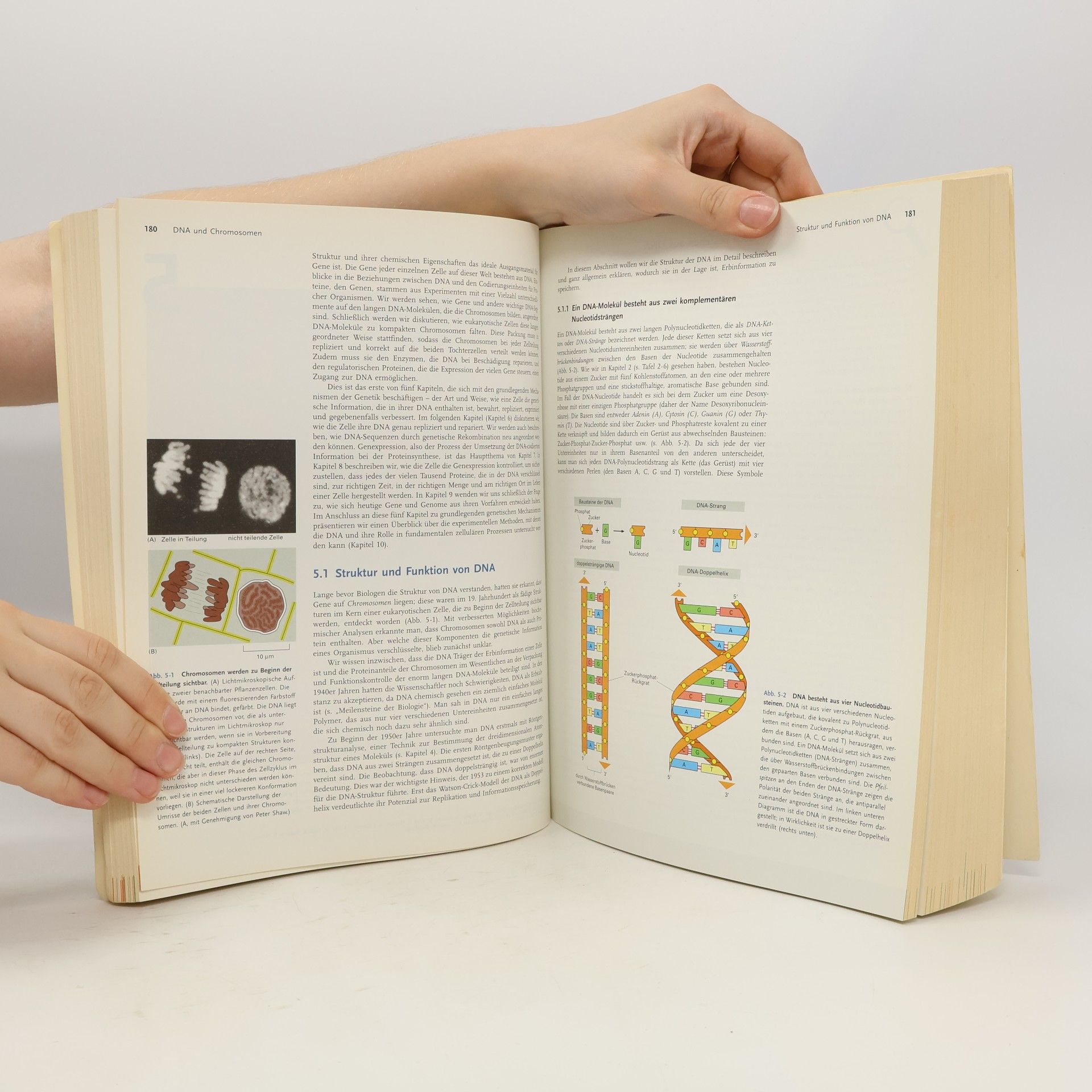 Bruce Alberts Lehrbuch der Molekularen Zellbiologie