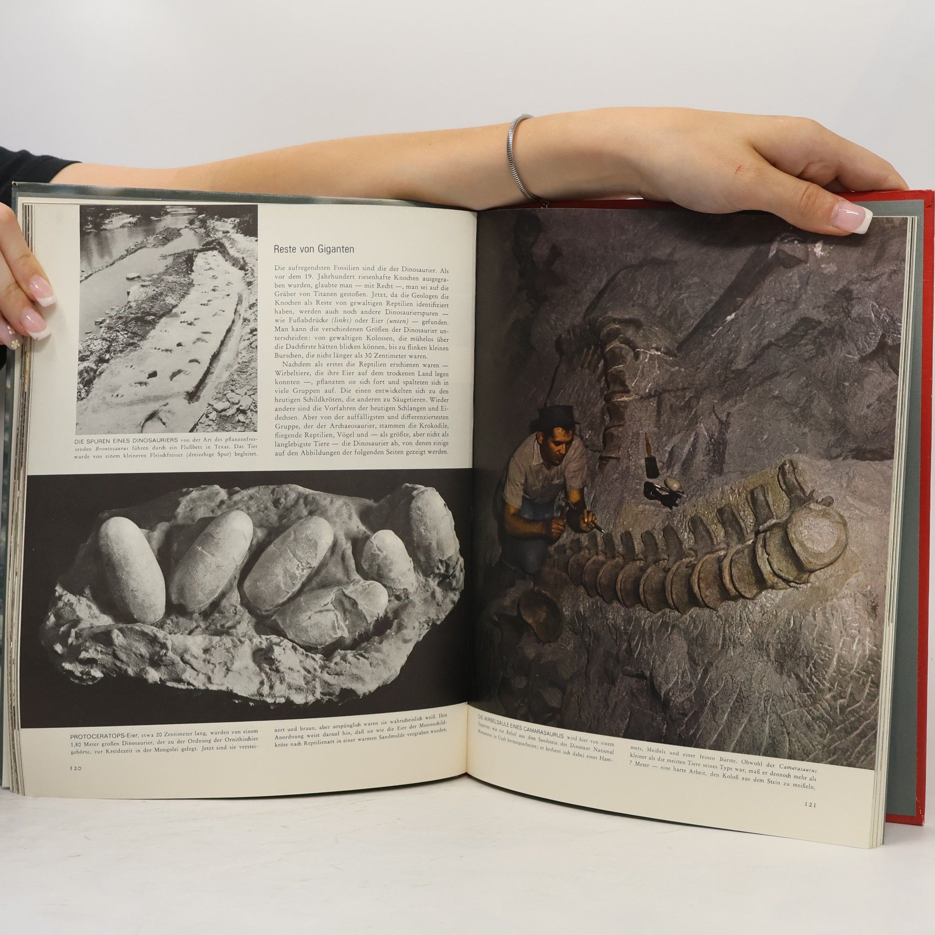 Ruth Moore Life Wunder der Natur. Die Evolution