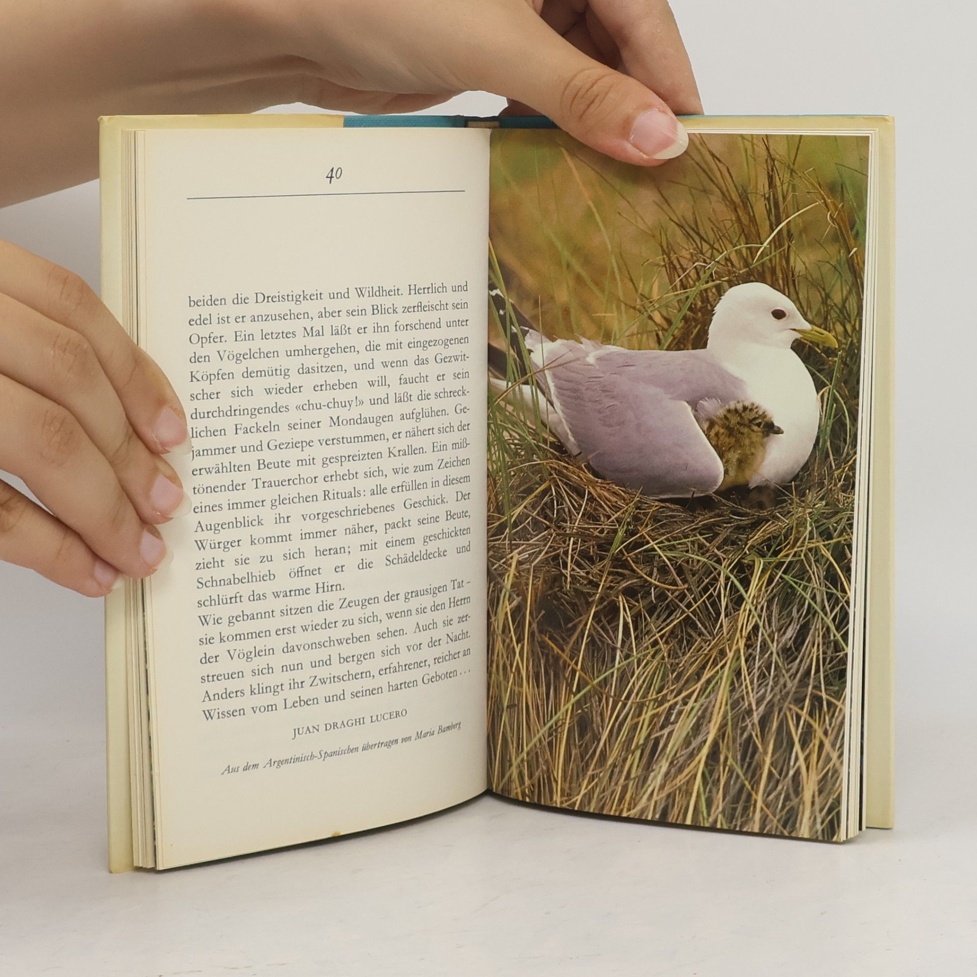 Vögel in Dichtung und Farbaufnahmen