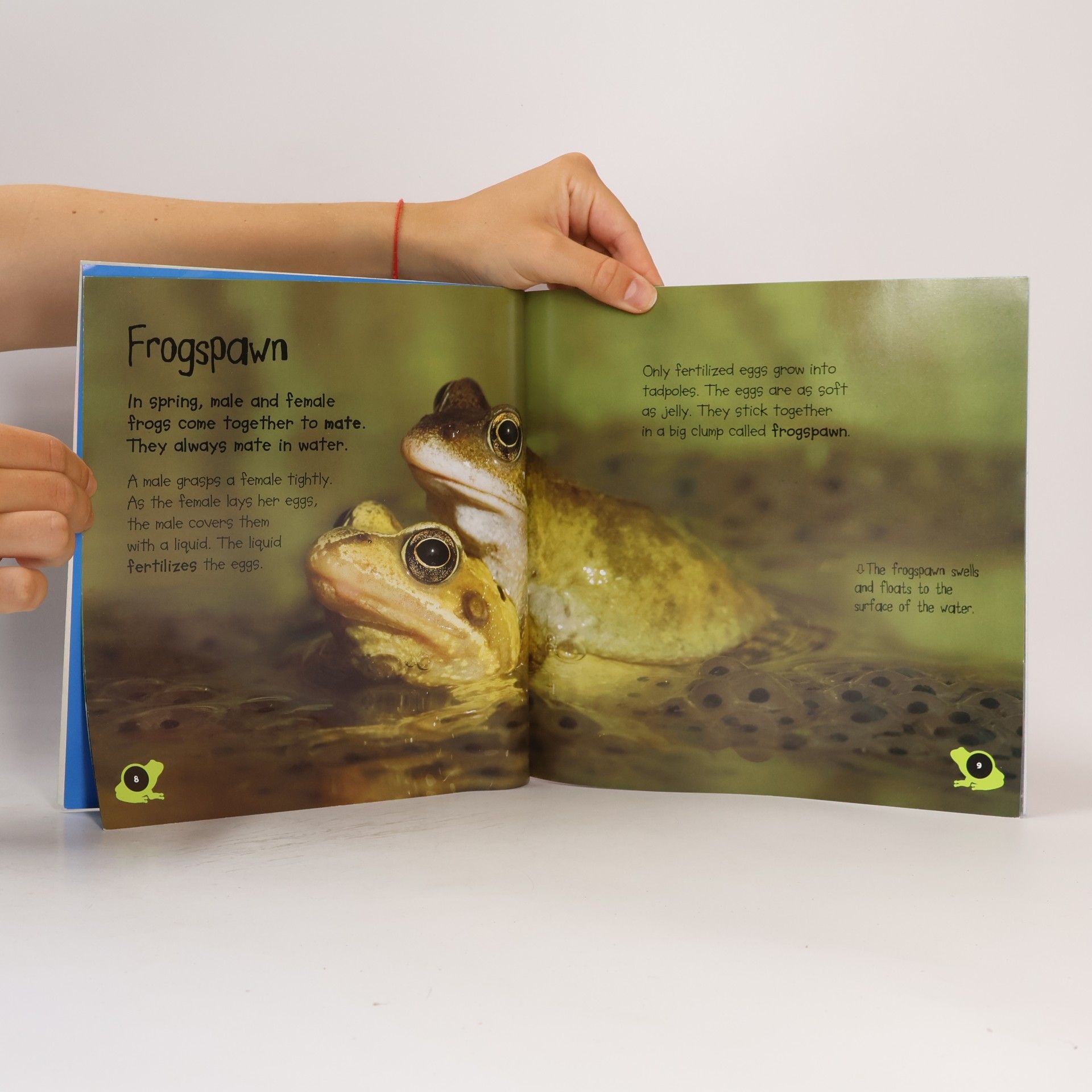 Camilla De la Bédoyère Tadpole to Frog