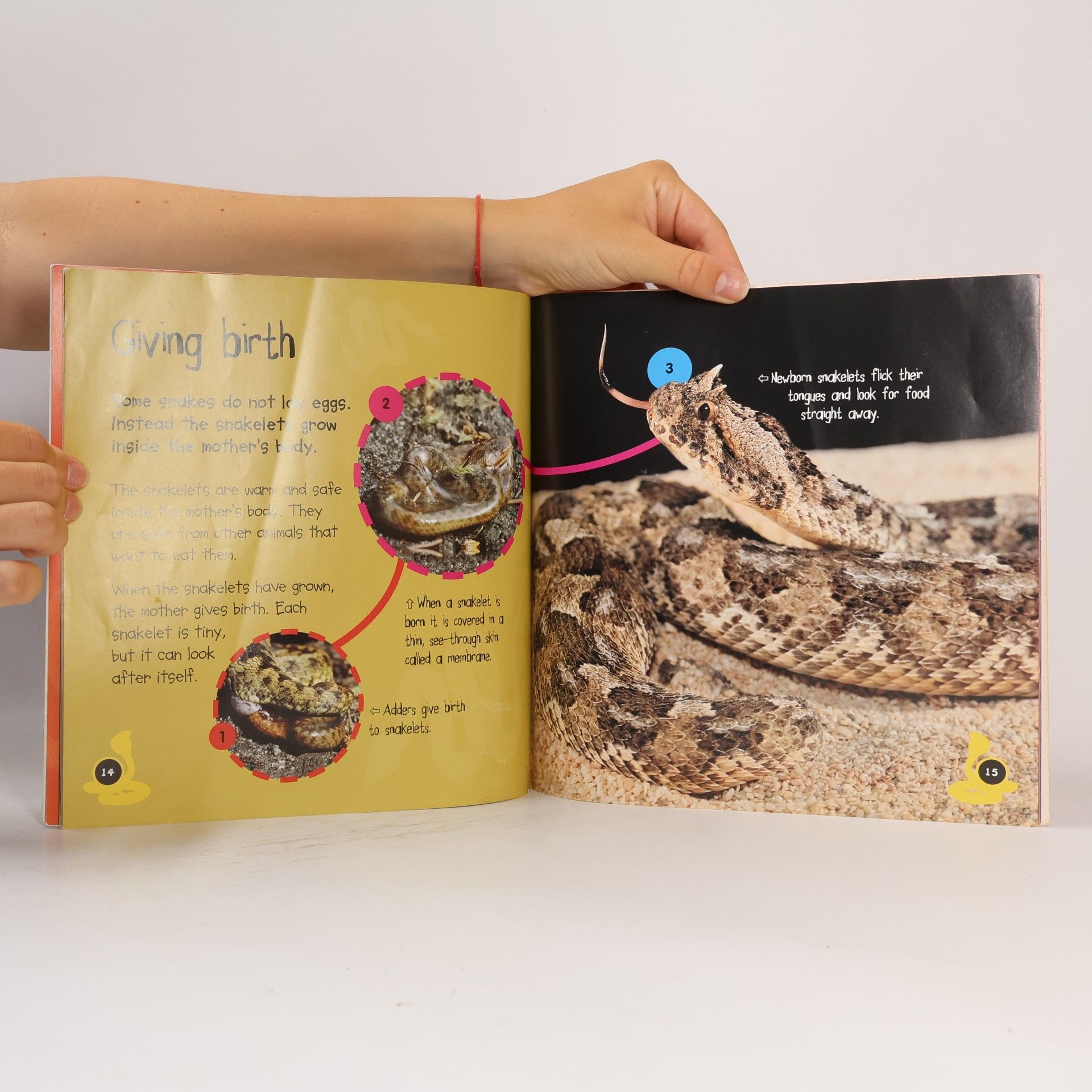 Camilla De la Bédoyère LifeCycles: Snakelet to Snake