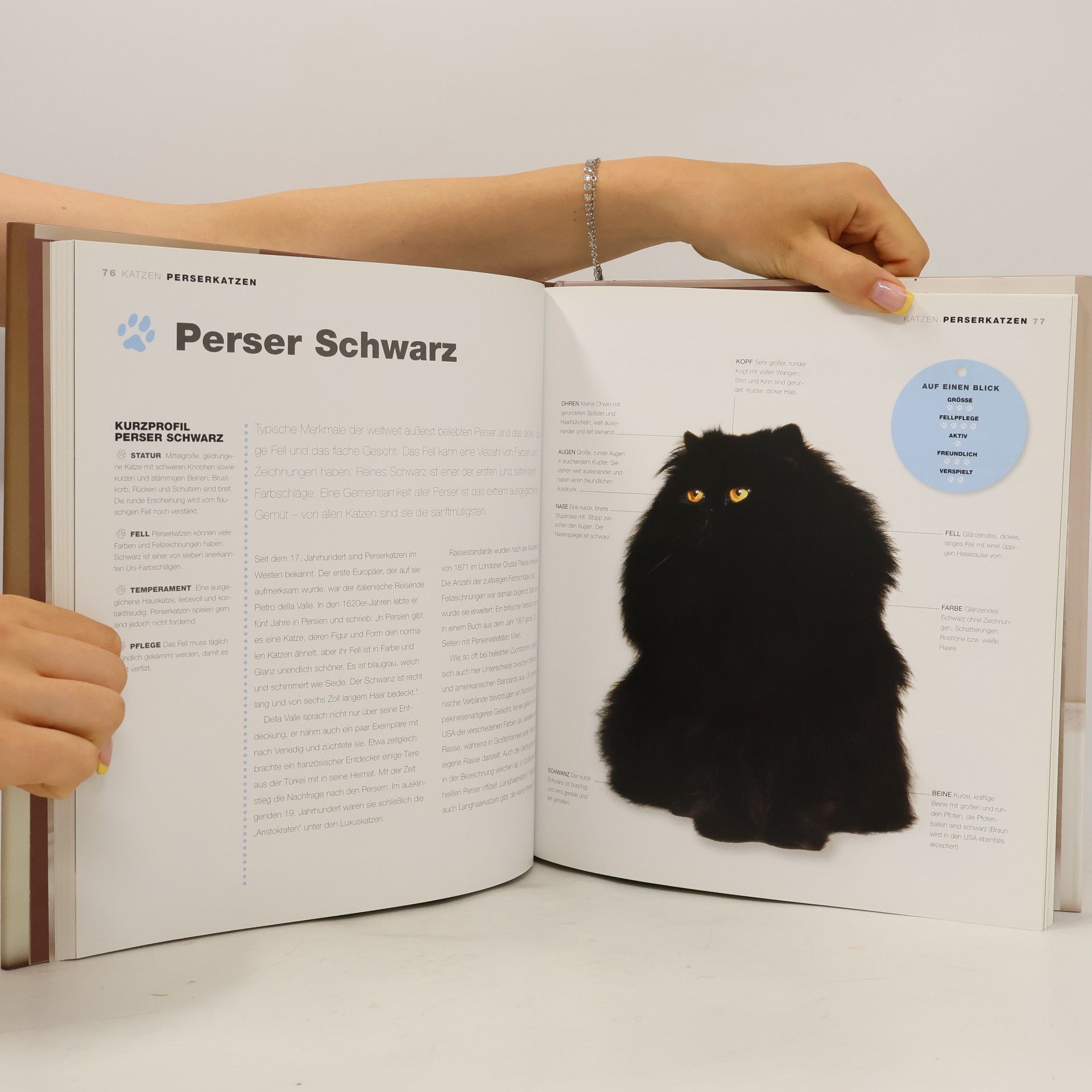 Autorenkollektiv Katzen