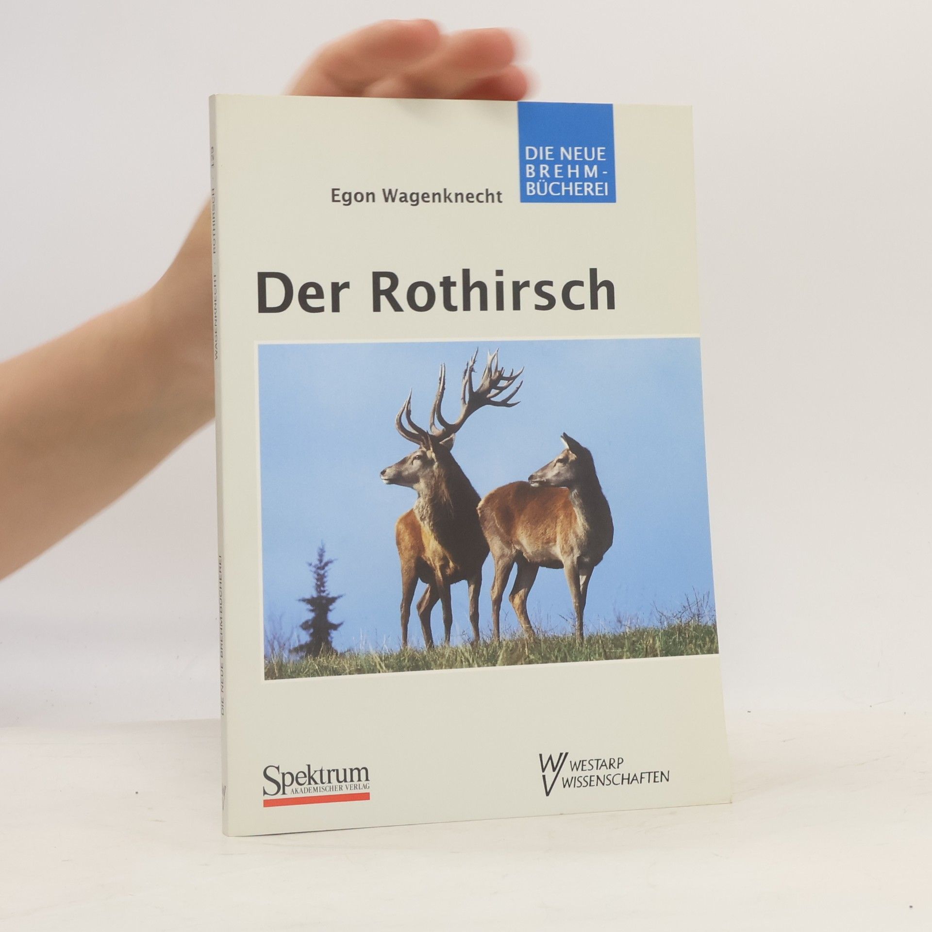 Egon Wagenknecht Der Rothirsch