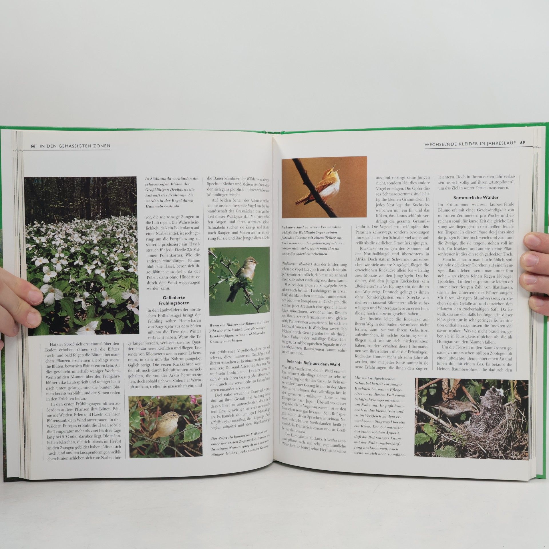 Annegret Diener-Steinherr Naturvermächtnis Wald