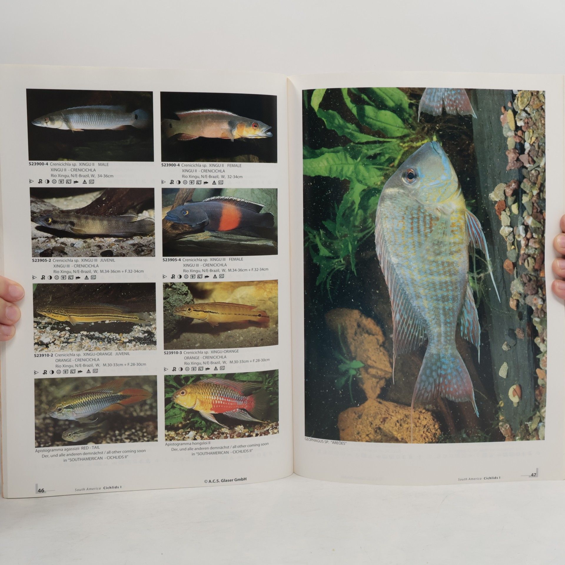 Ulrich Glaser Southamerican cichlids