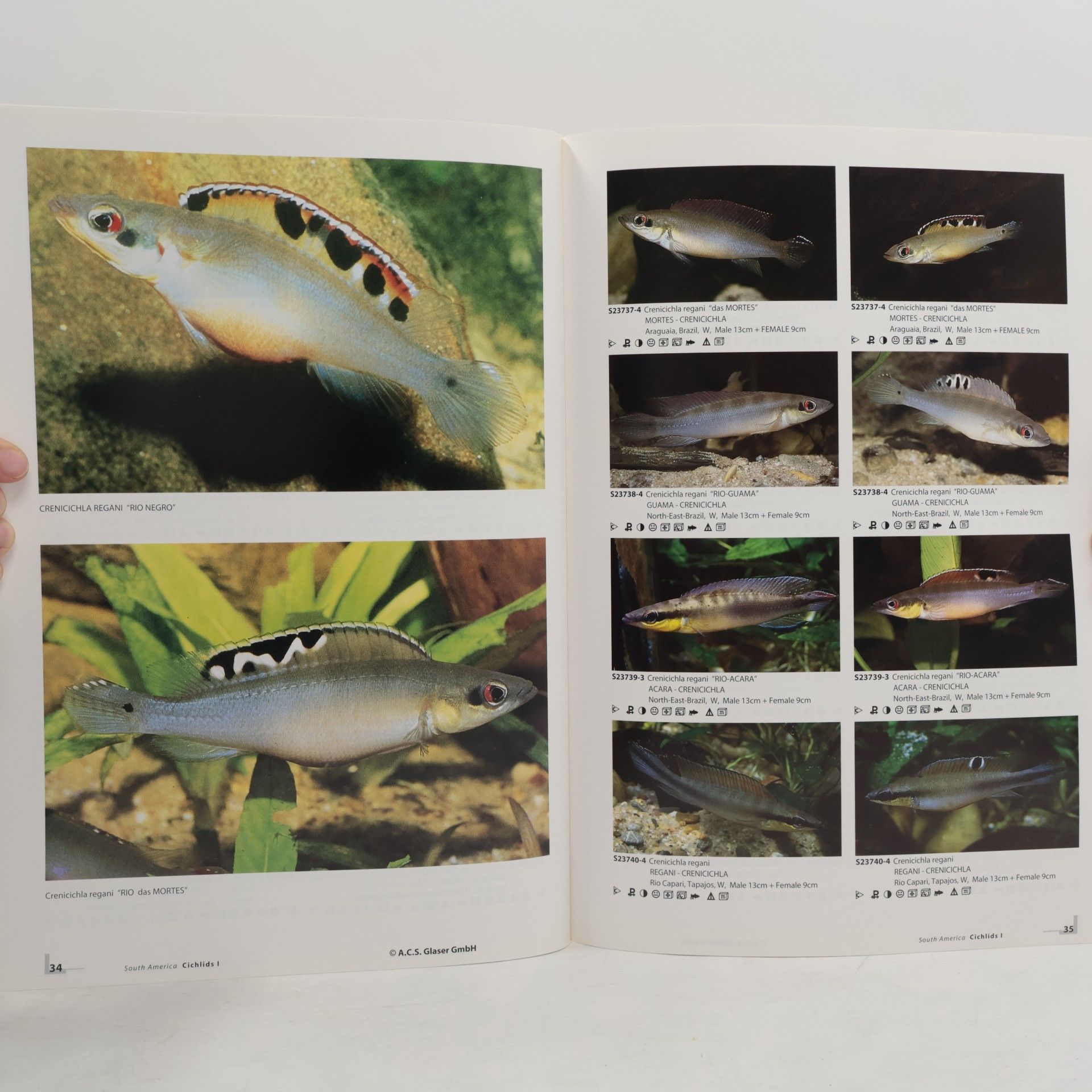 Ulrich Glaser Southamerican cichlids