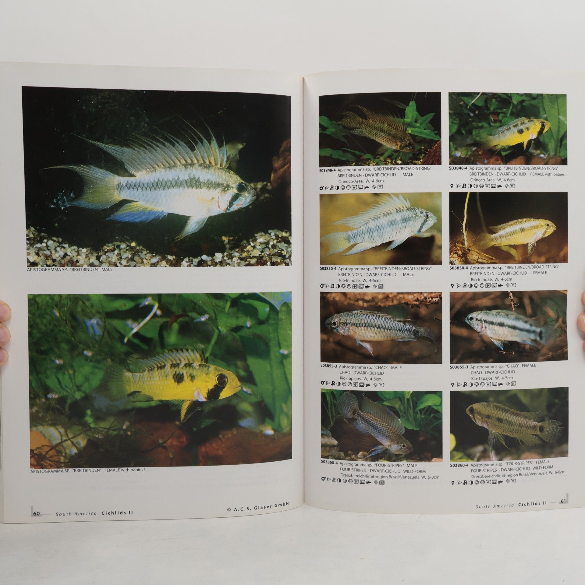 Ulrich Glaser Southamerican cichlids