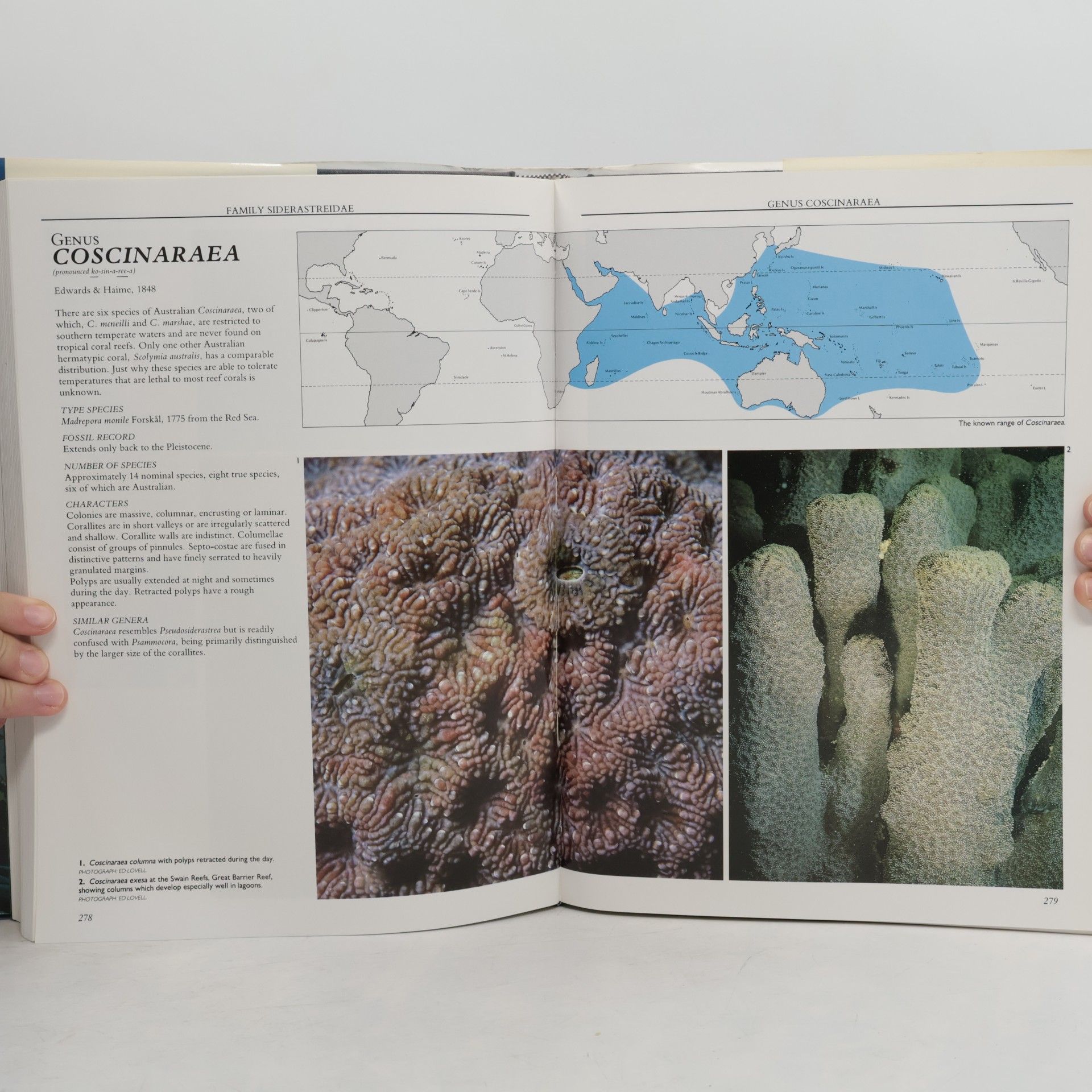John Edward Norwood Veron Corals of Australia and the Indo-Pacific