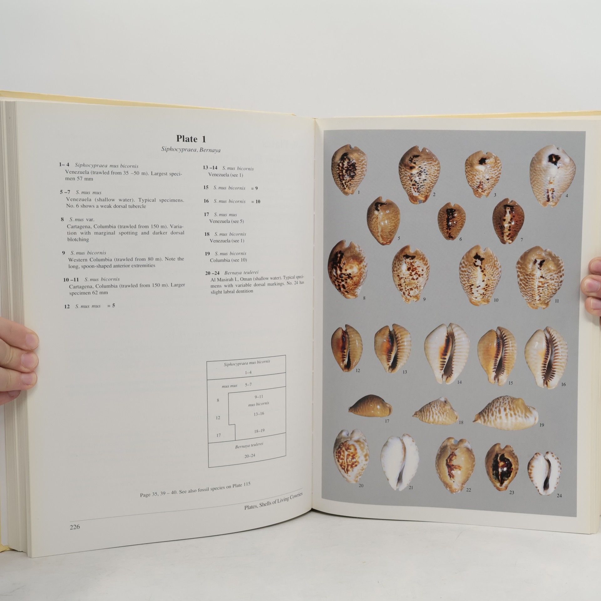 Felix Lorenz A guide to worldwide cowries