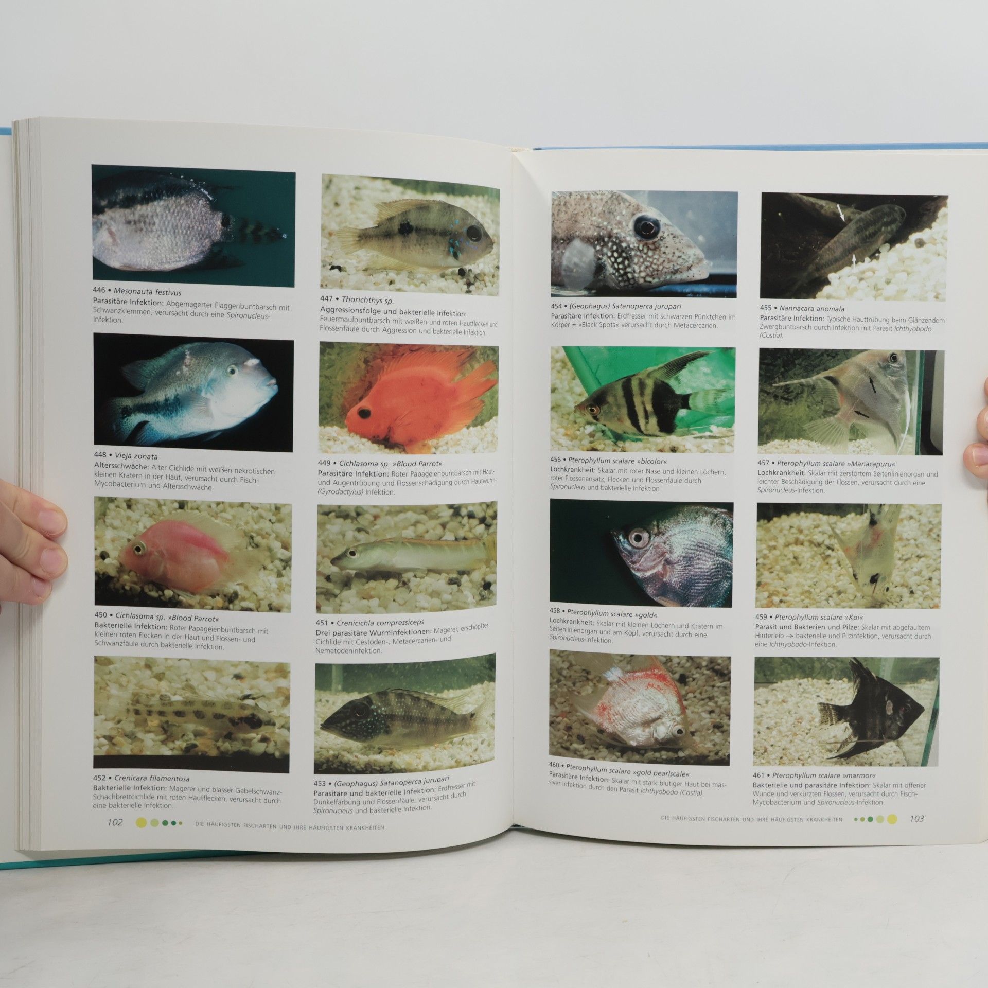 Gerald Bassleer Der neue Bildatlas der Fischkrankheiten bei tropischen Zierfischen und Teichfischen