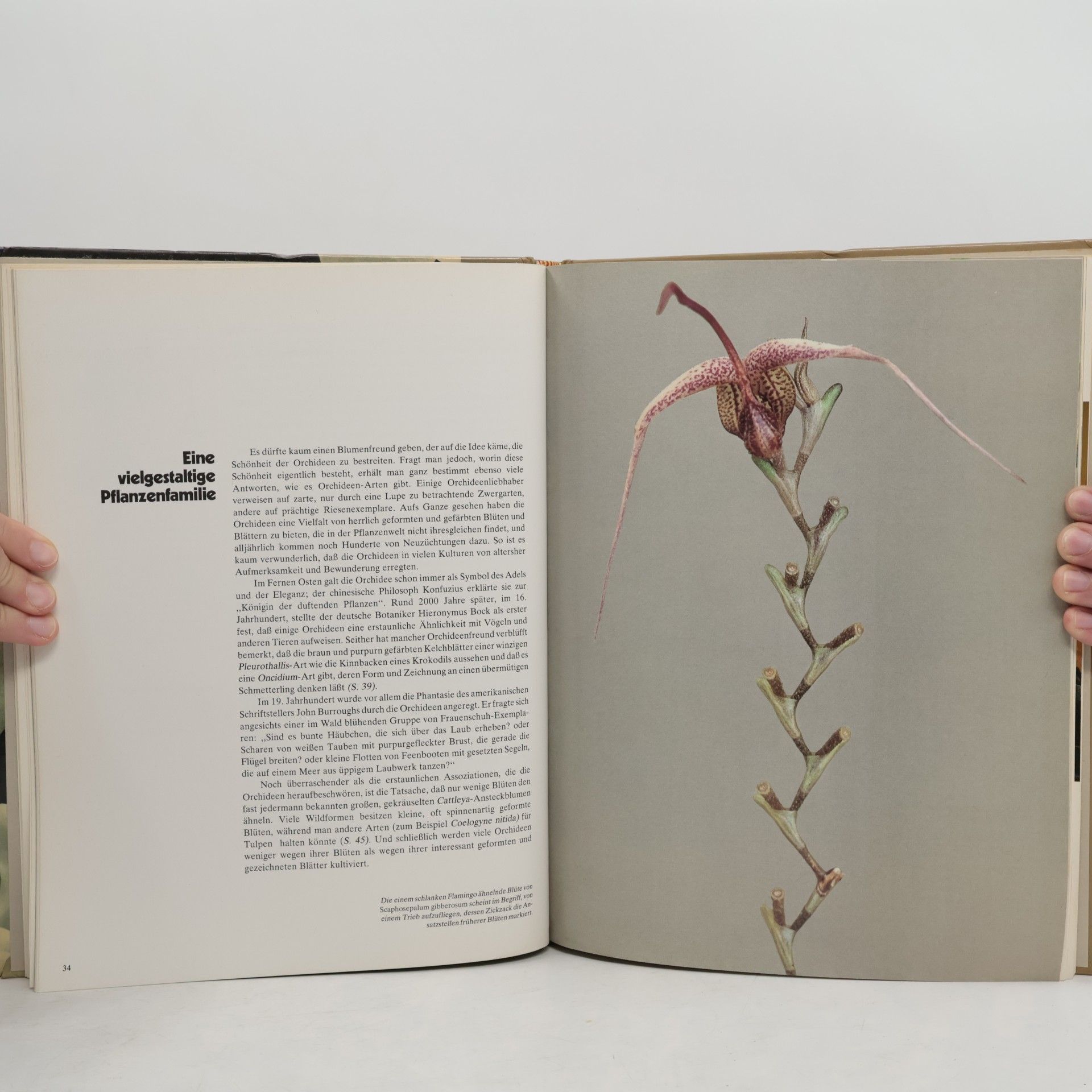 Alice Skelsey Orchideen