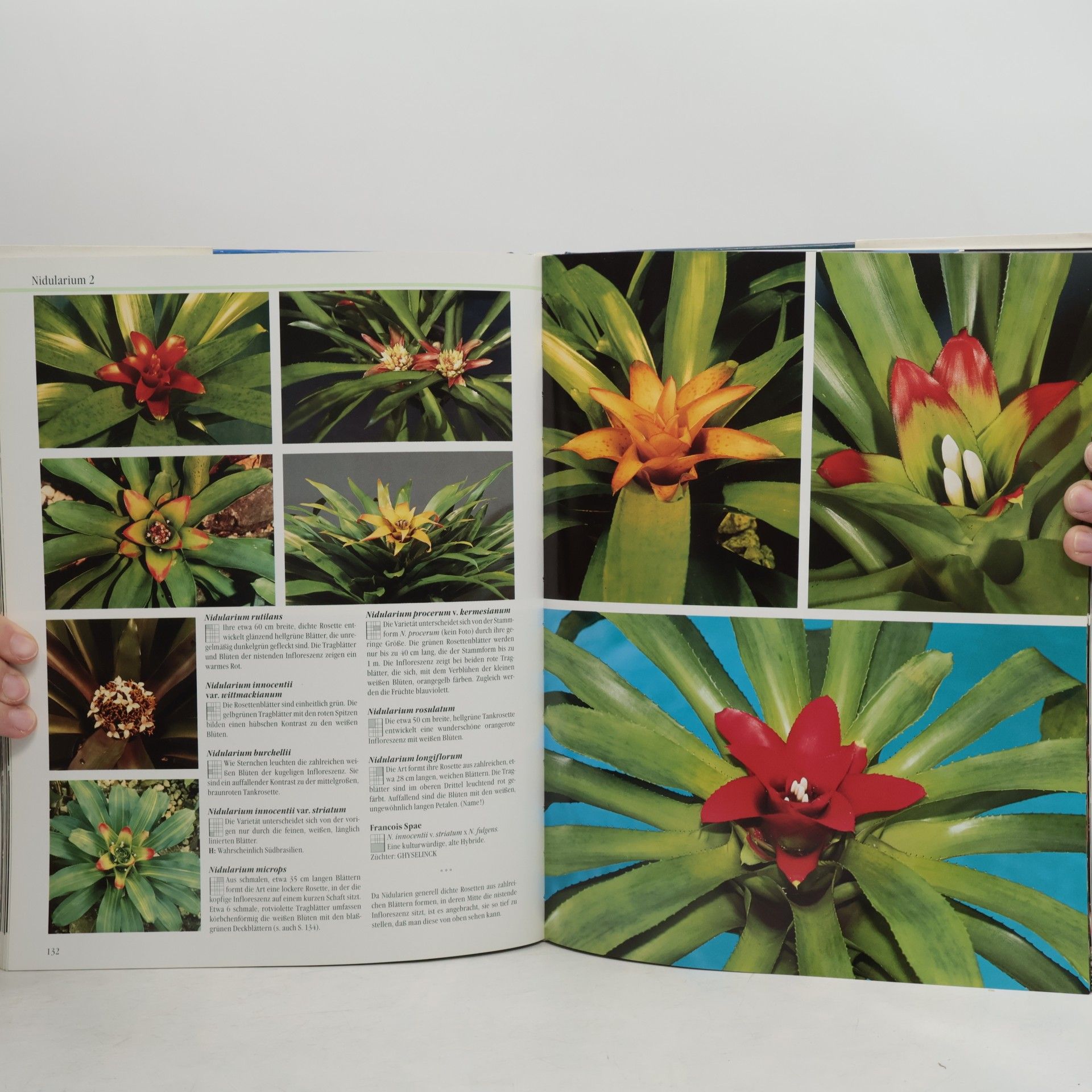 Ulrich Baensch Blühende Bromelien, with English translation