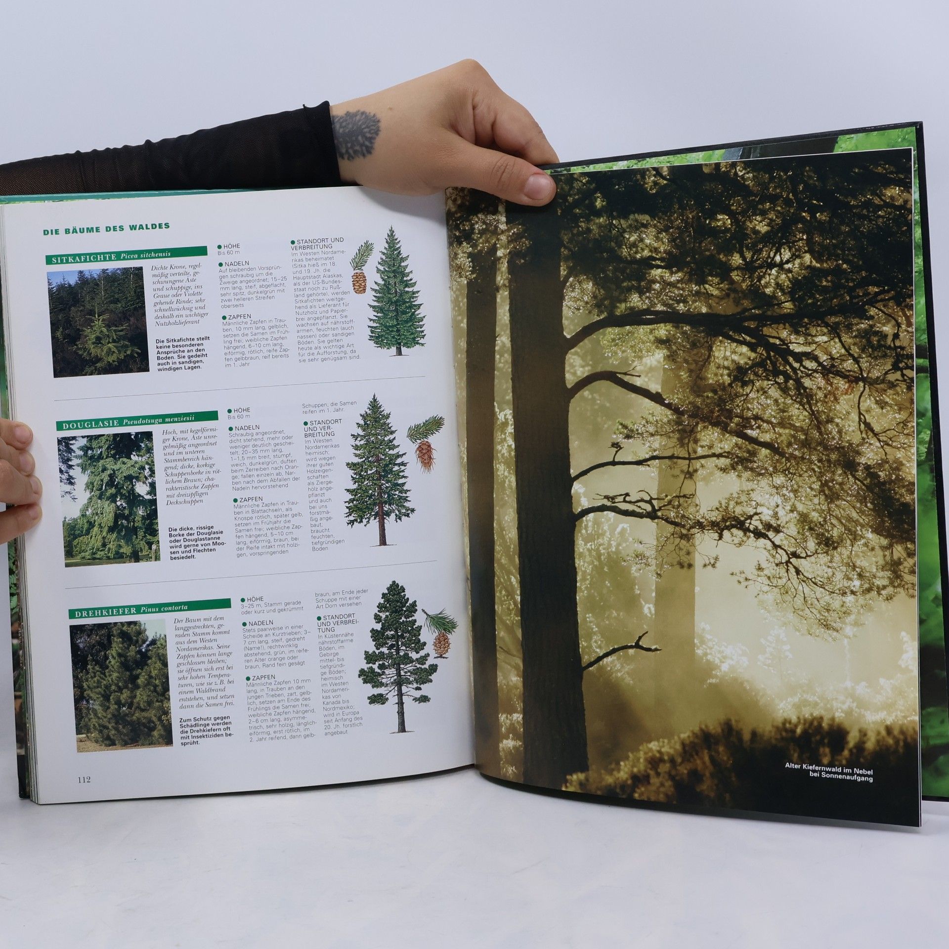 Regine Watscheid Natur in Deutschland 1. Das Leben im Wald