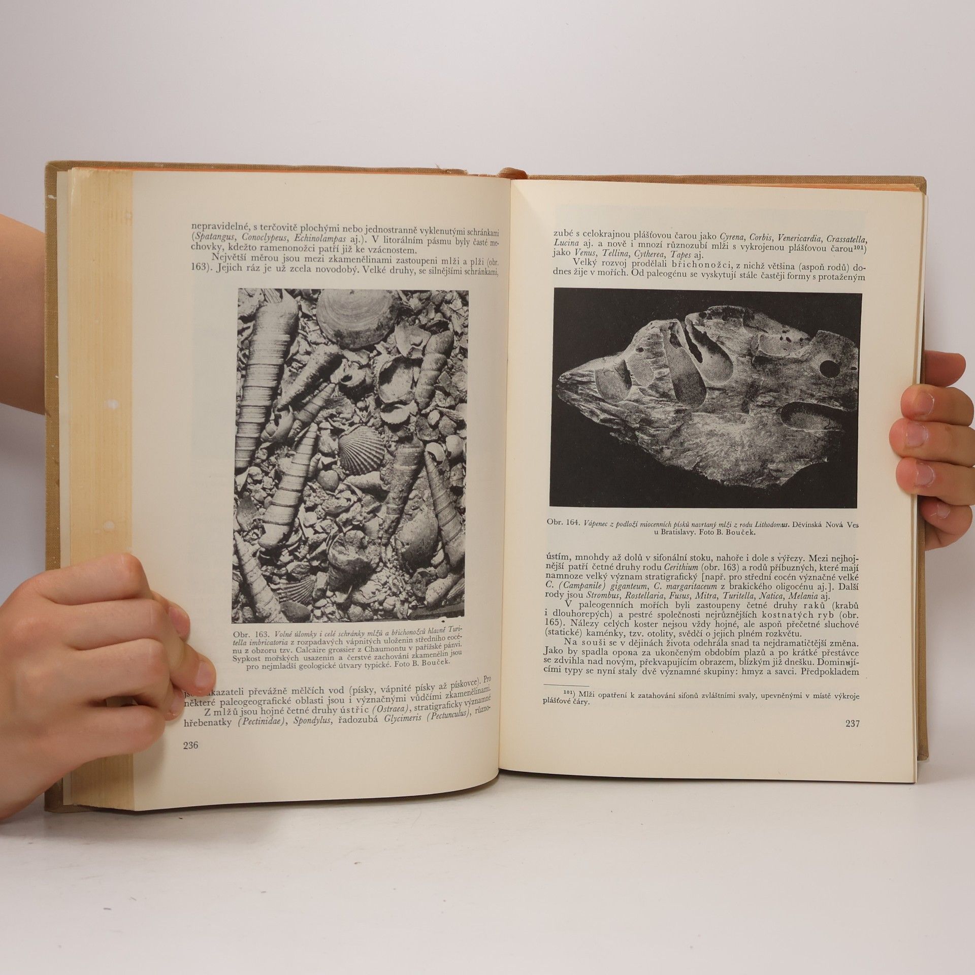 Bedřich Bouček Geologie II