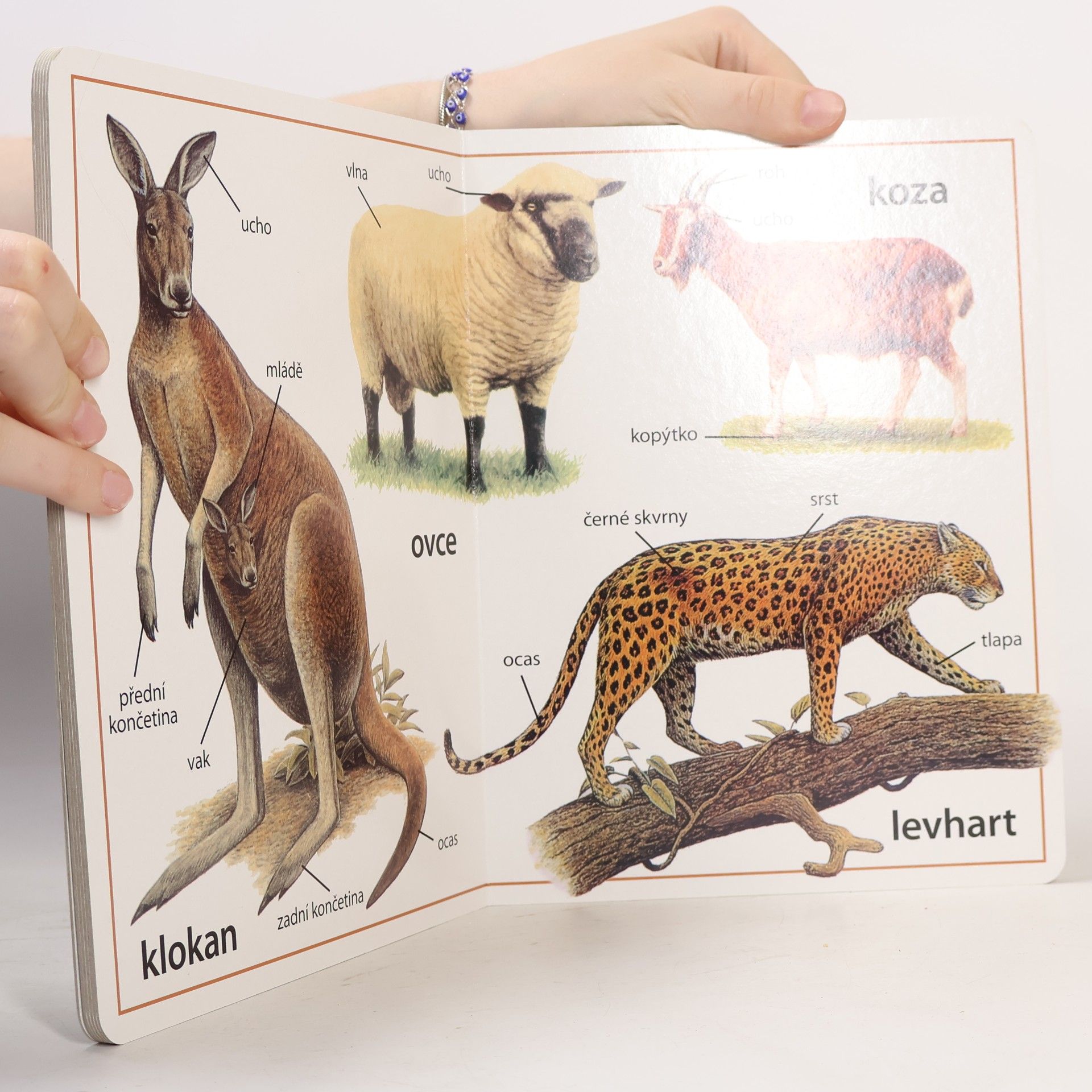 Autores varios Zvířata z celého světa