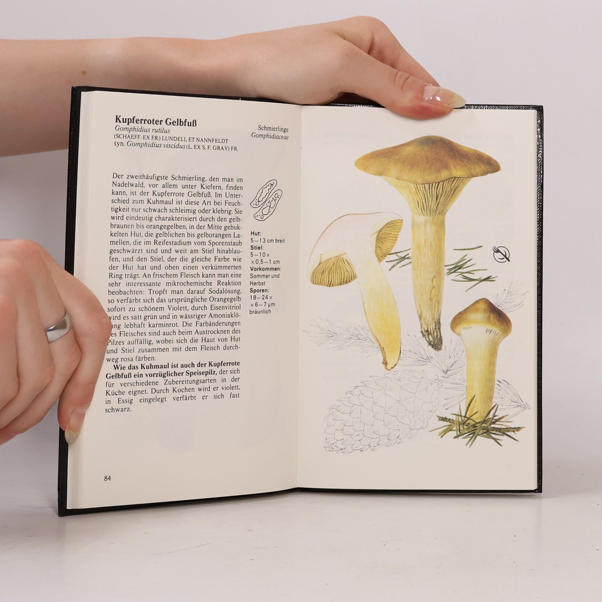 Autorenkollektiv Pilze bestimmen und sammeln
