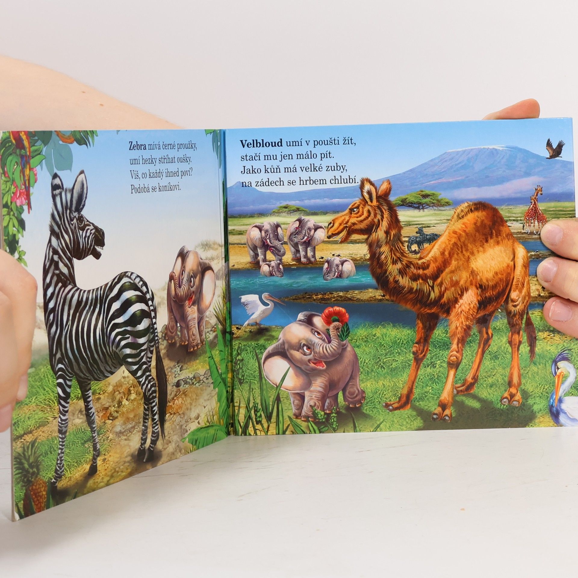 Kolektiv autorů Zvířátka v ZOO