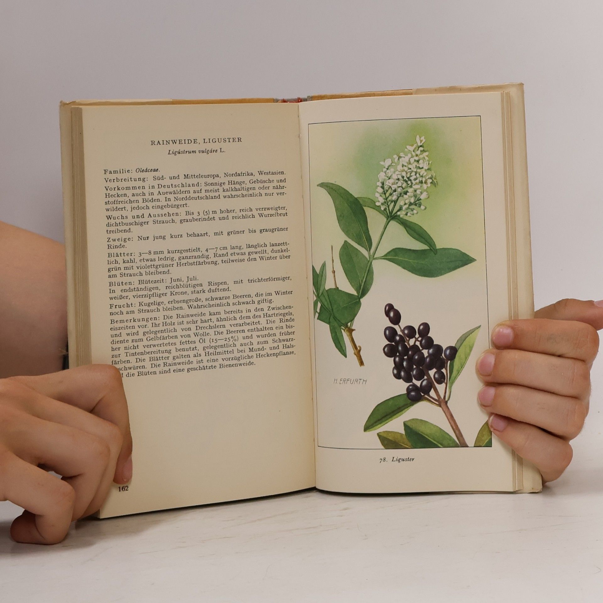 Martin Schretzenmayr Taschenbuch der heimischen Bäume und Sträucher