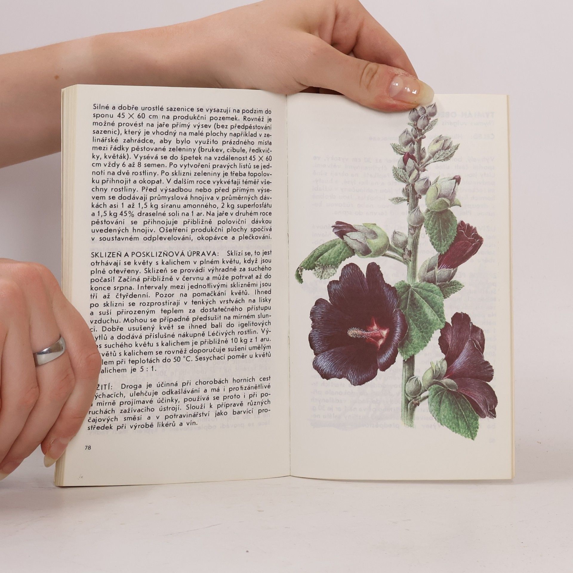 Ludmila Černá Malý herbář léčivých rostlin II. Pěstování