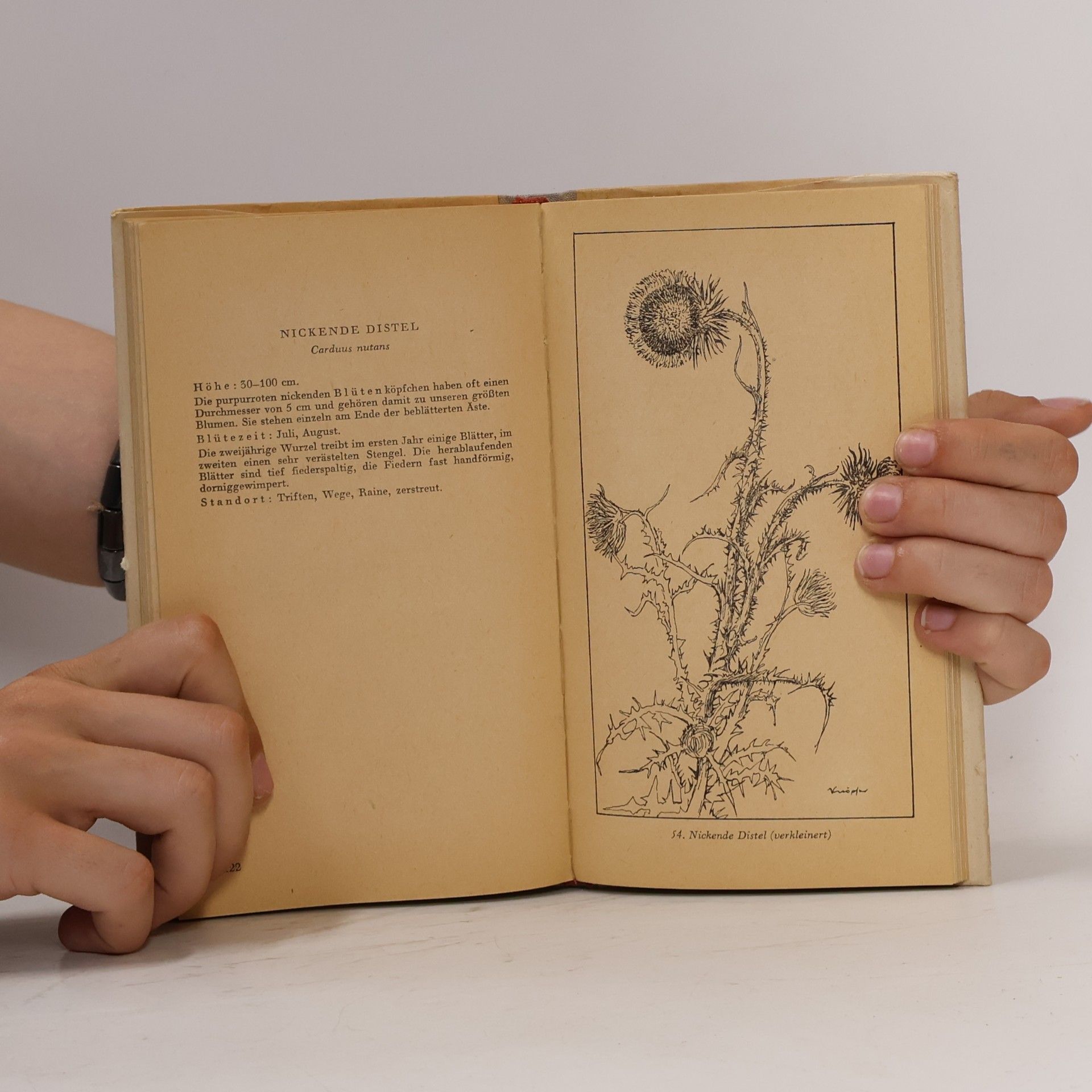 Fritz Koch-Gotha Taschenbuch der heimischen Blumen. Band 3. Sommerblumen. II